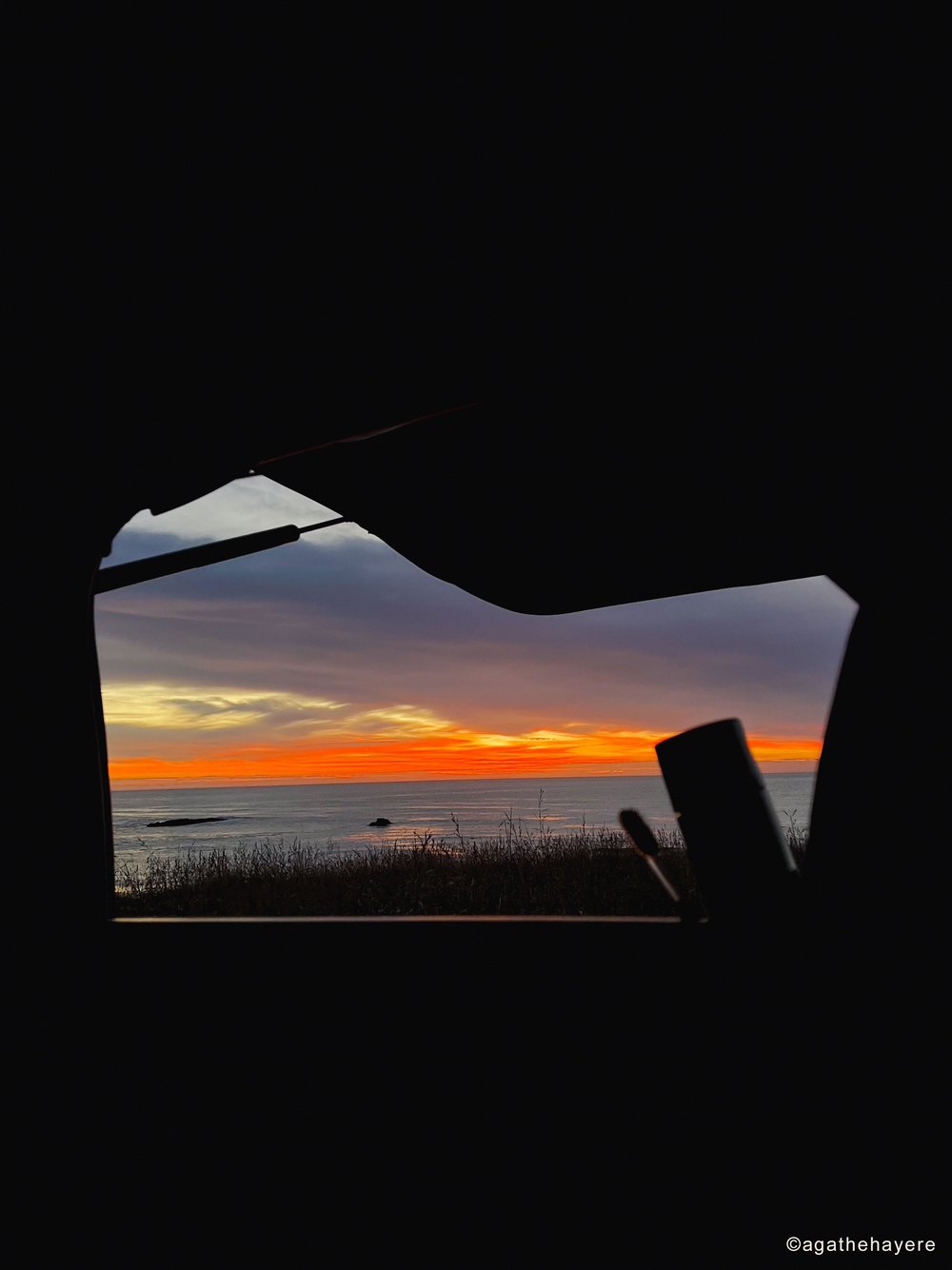  Otaries, sea lions, manchots et pingouins