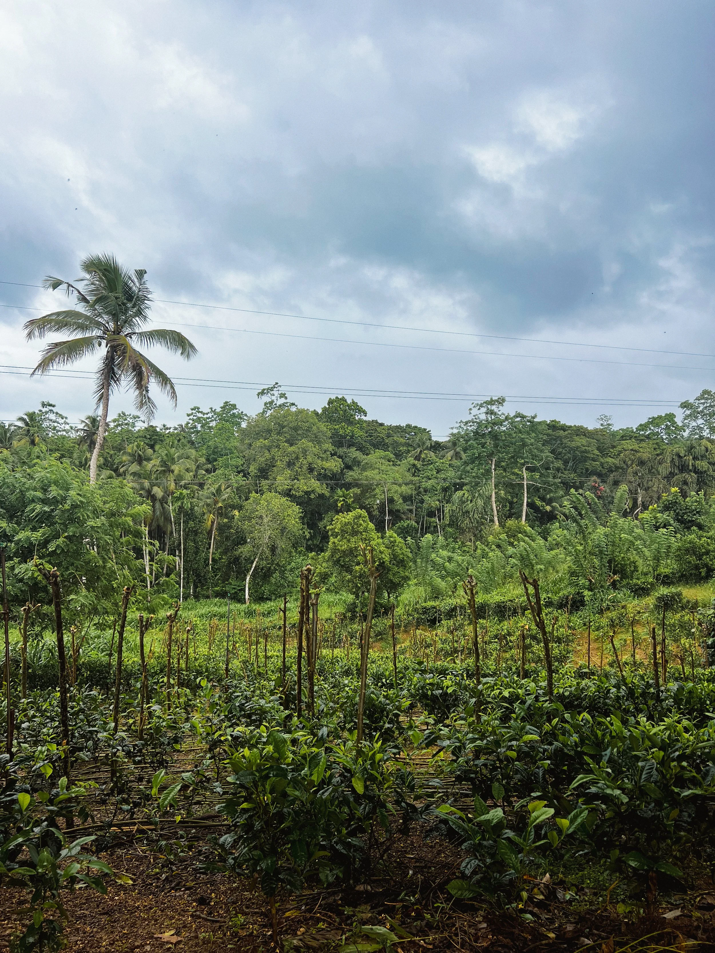 Plantation Thé.jpg