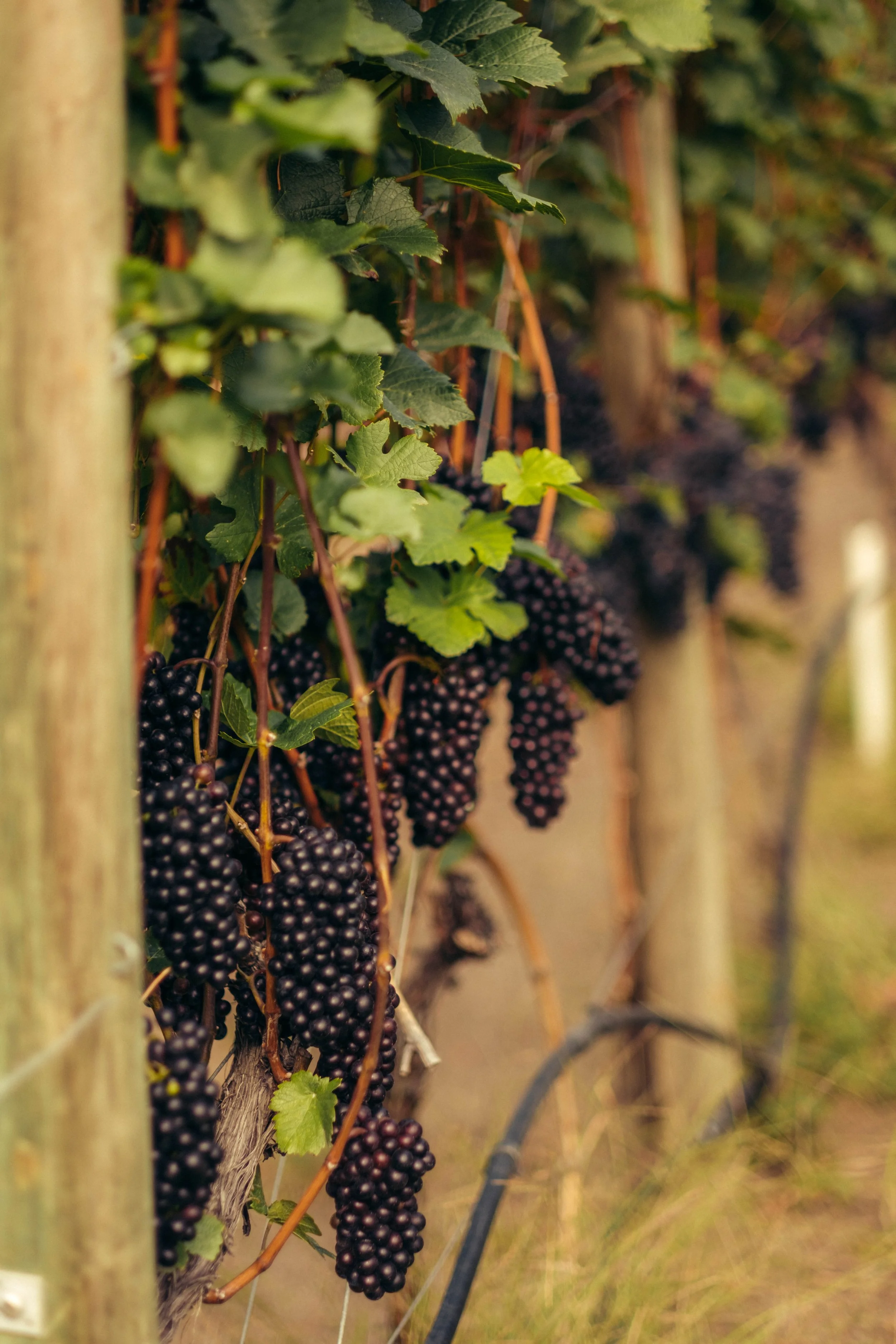 Close-up of ripe blackberries hanging from a vine in a vineyard.