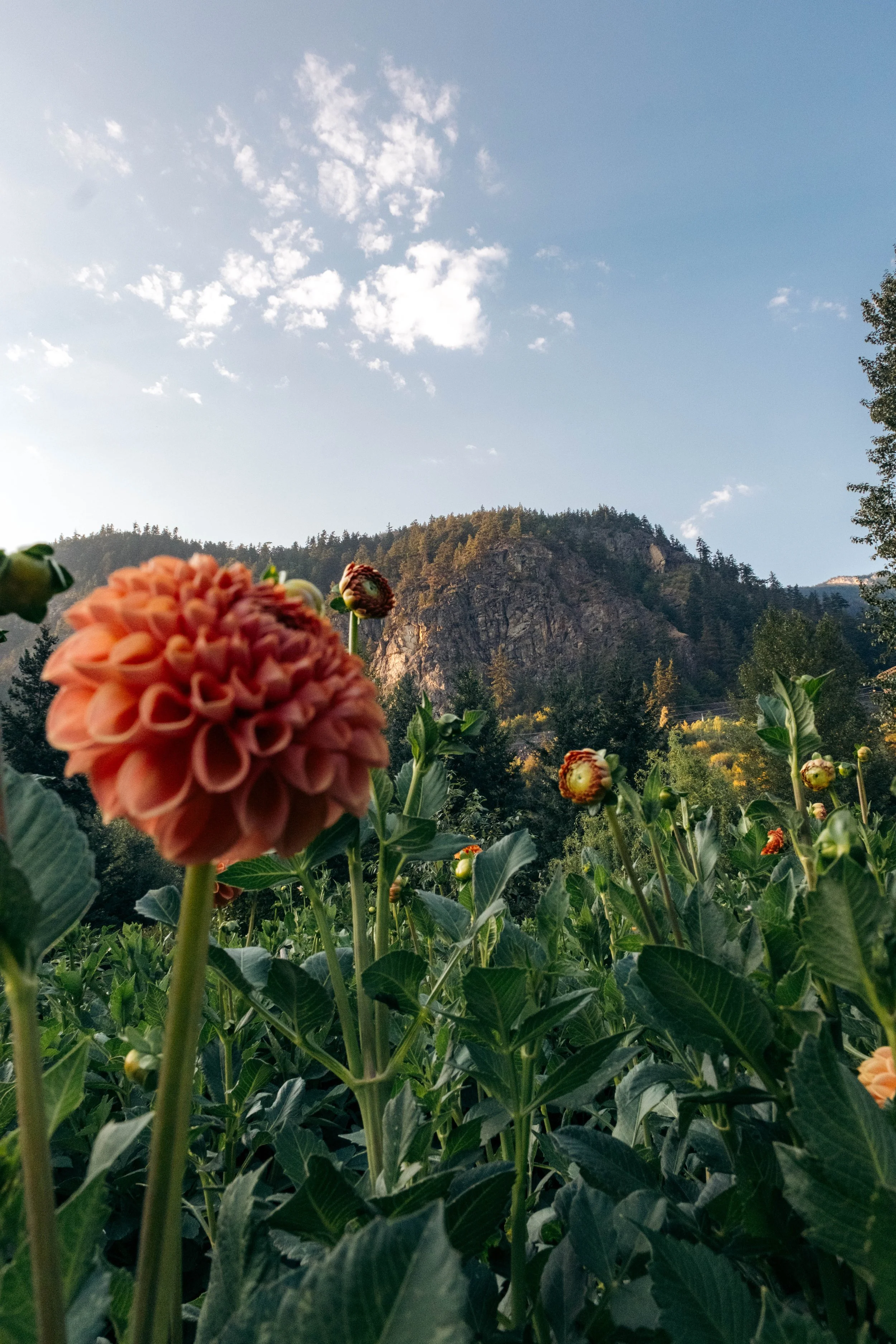 Close-up of orange dahlias blooming in a garden with forested mountain and blue sky in the background.