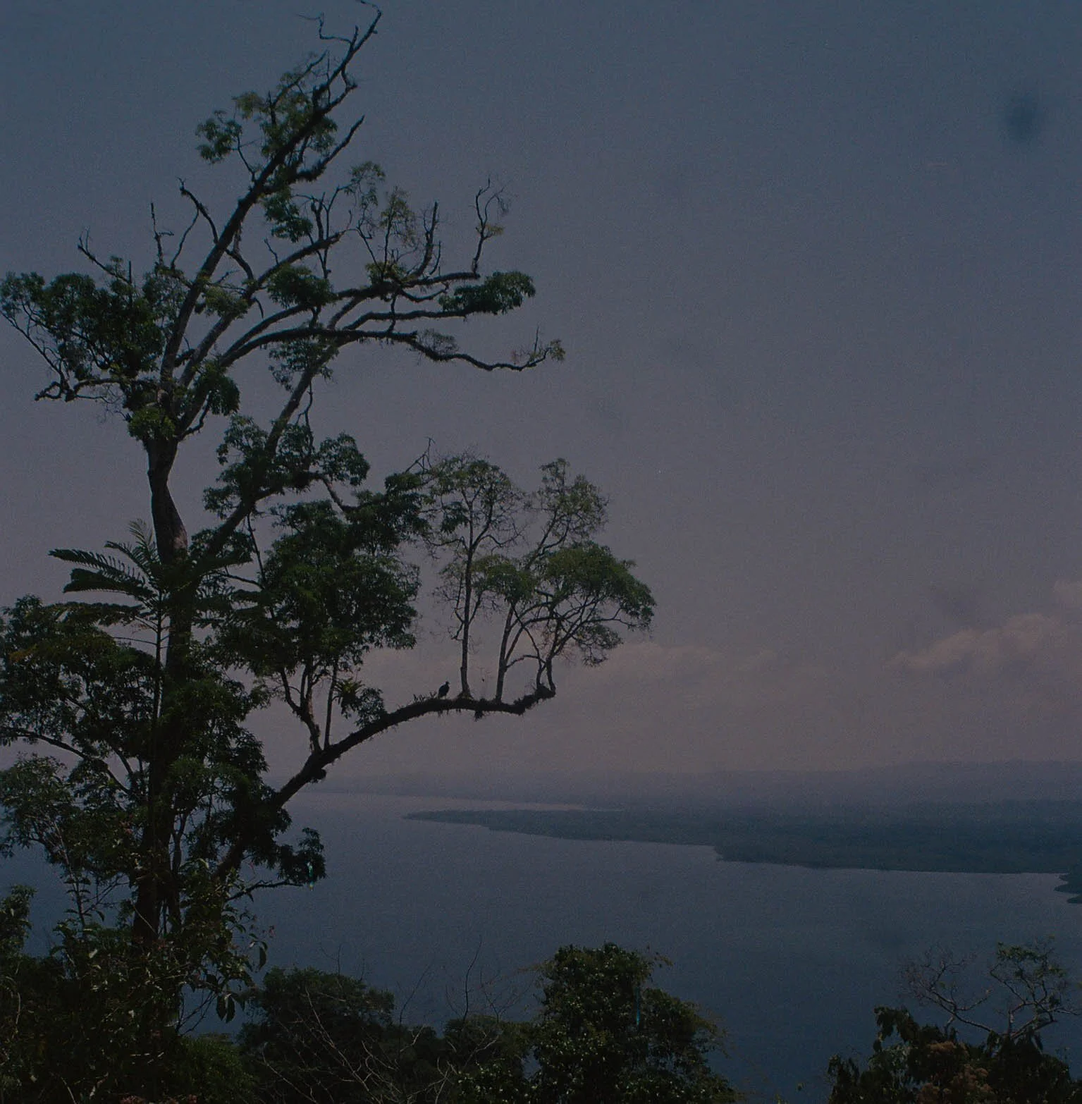 A large tree with sparse leaves silhouettes against a dark sky, overlooking a body of water with landmasses in the distance.