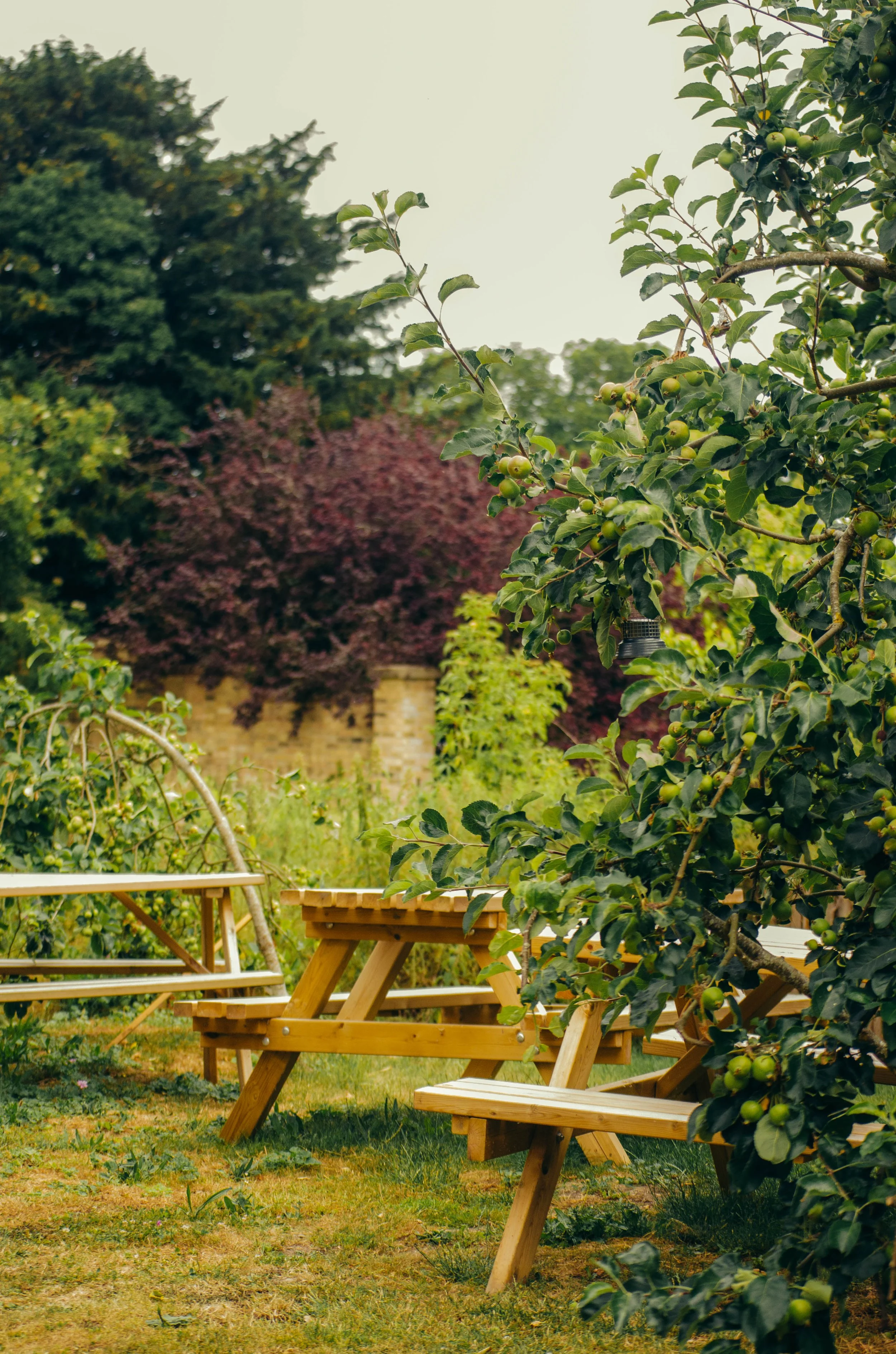 A garden with a wooden picnic table and benches beside an apple tree with green apples. There are various trees and a brick wall in the background.