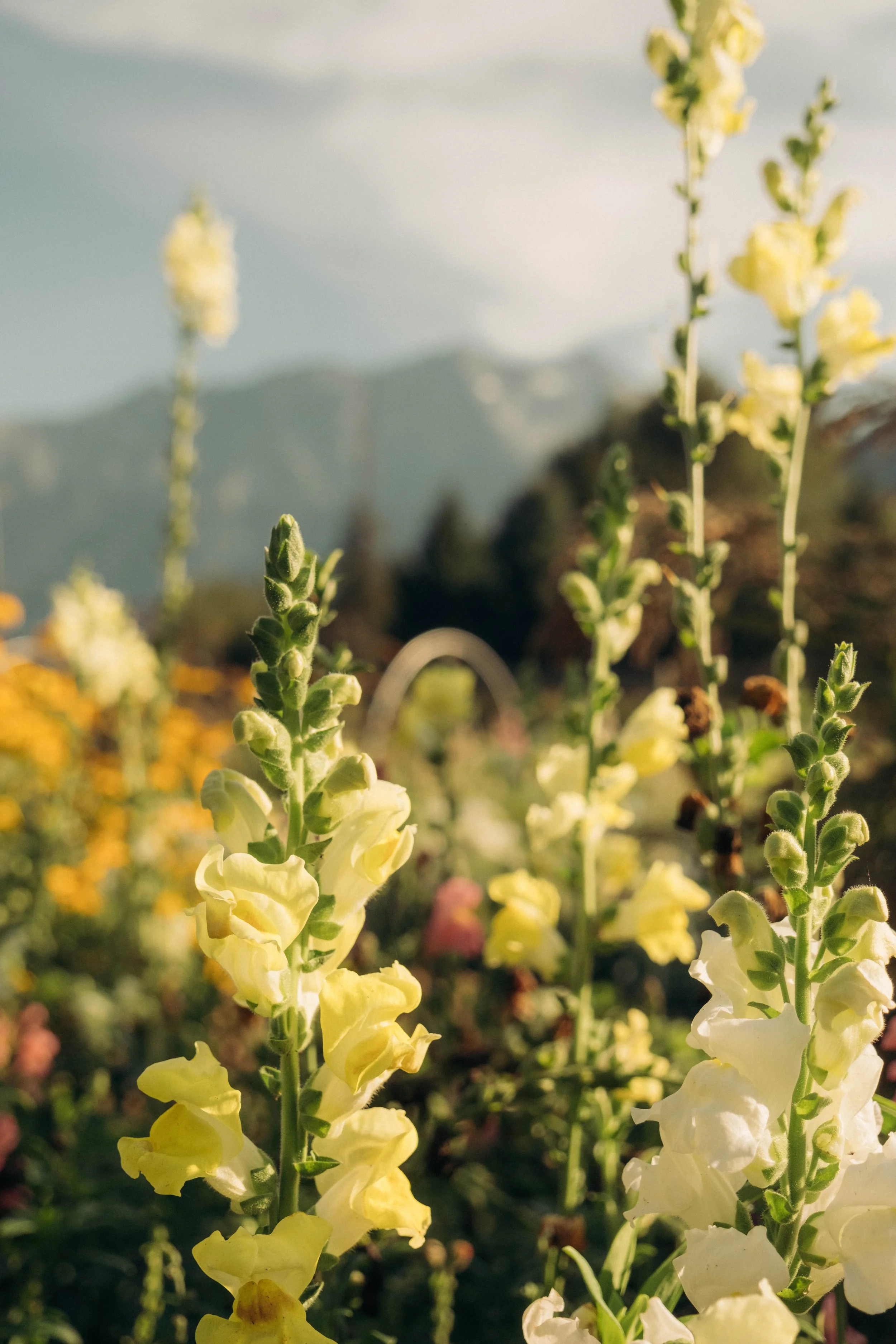 Close-up of tall, pale yellow snapdragon flowers with green stems in a garden, blurred background of mountains and other colorful flowers under a partly cloudy sky.