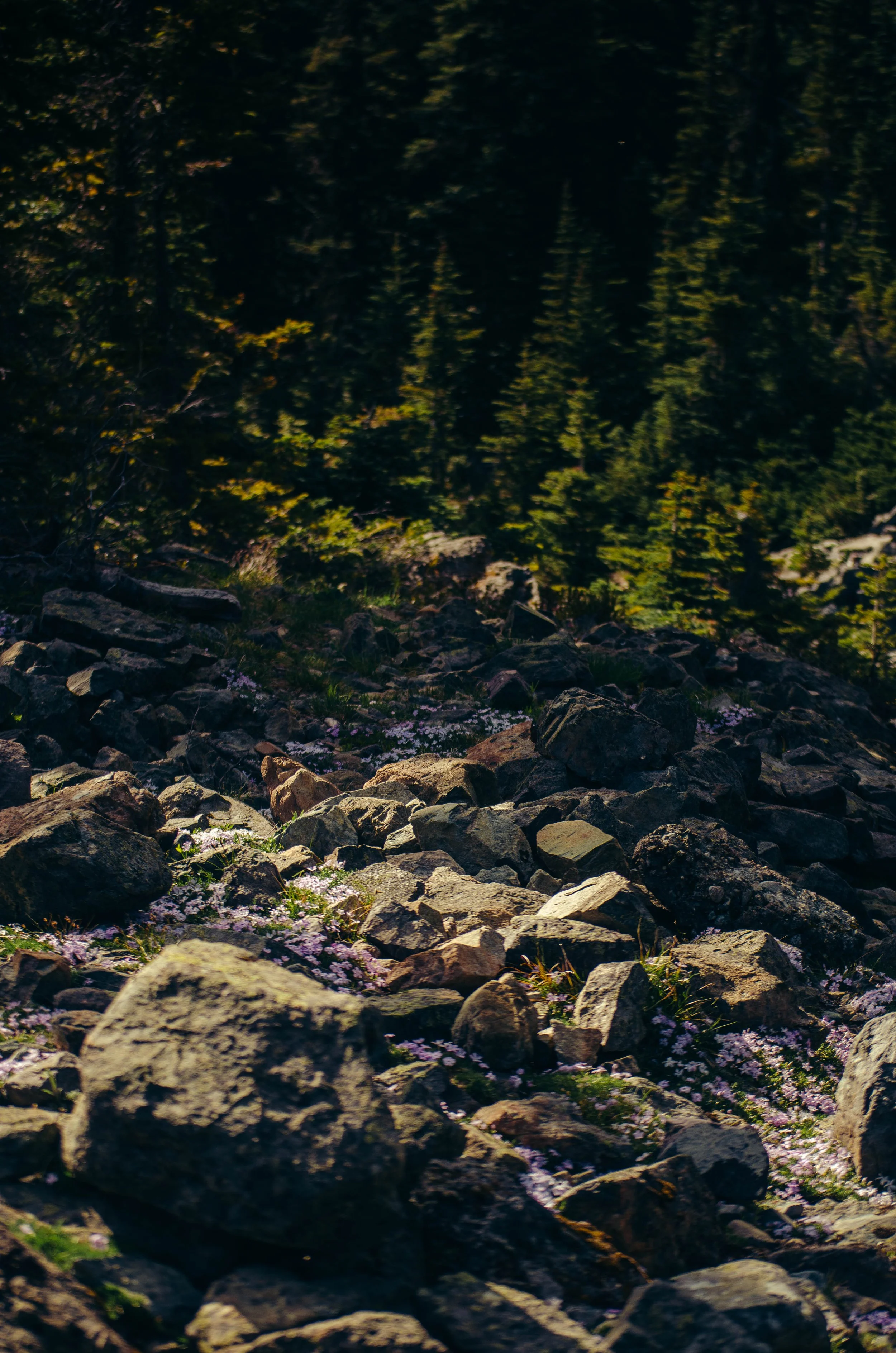 A rocky slope covered with small pink flowers, with a dense forest of pine trees in the background.