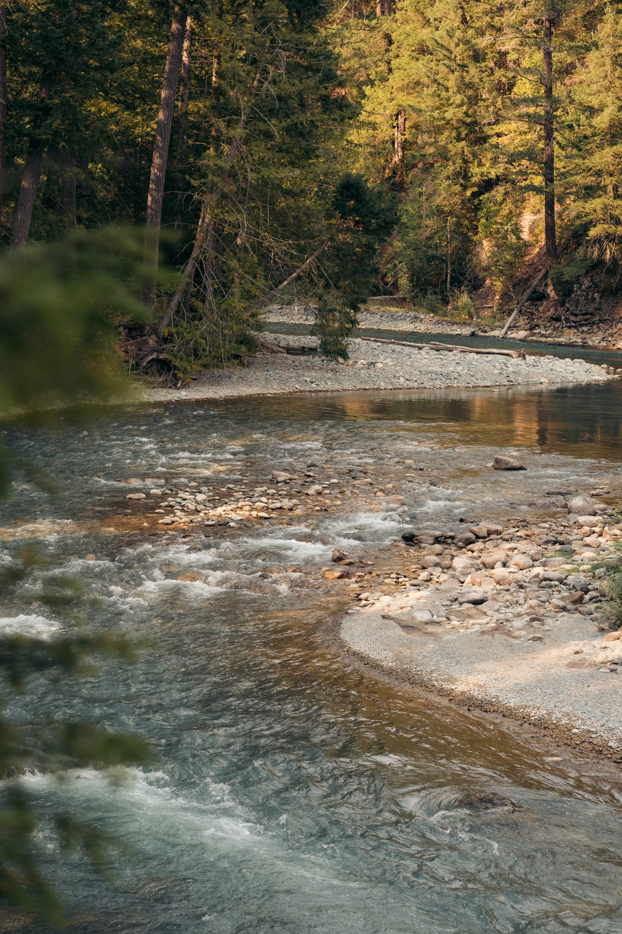 A forested riverbank with flowing water, rocks, and trees with green foliage.