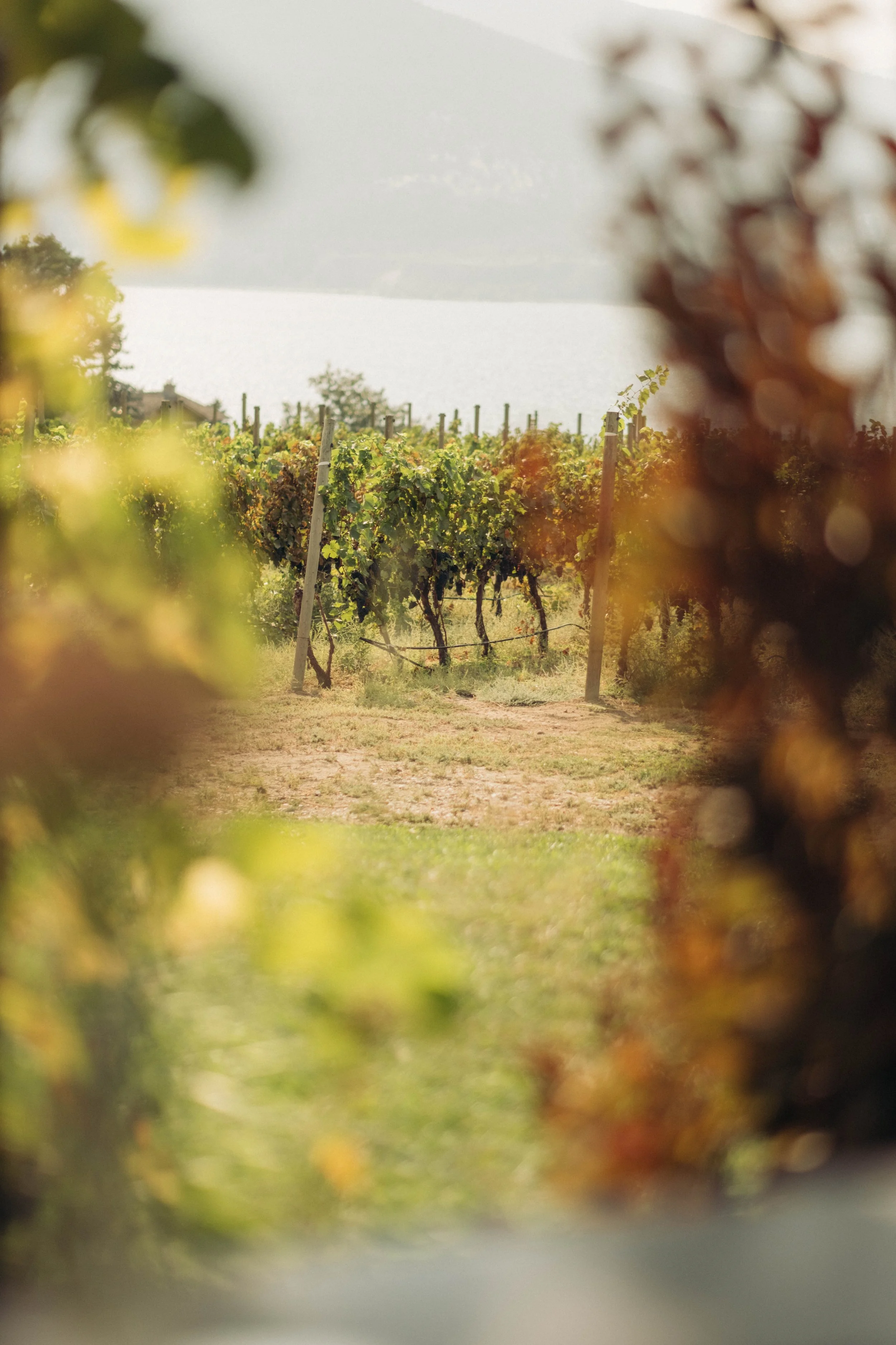 A vineyard viewed through a window, with grapevines on trellises and a body of water in the background.