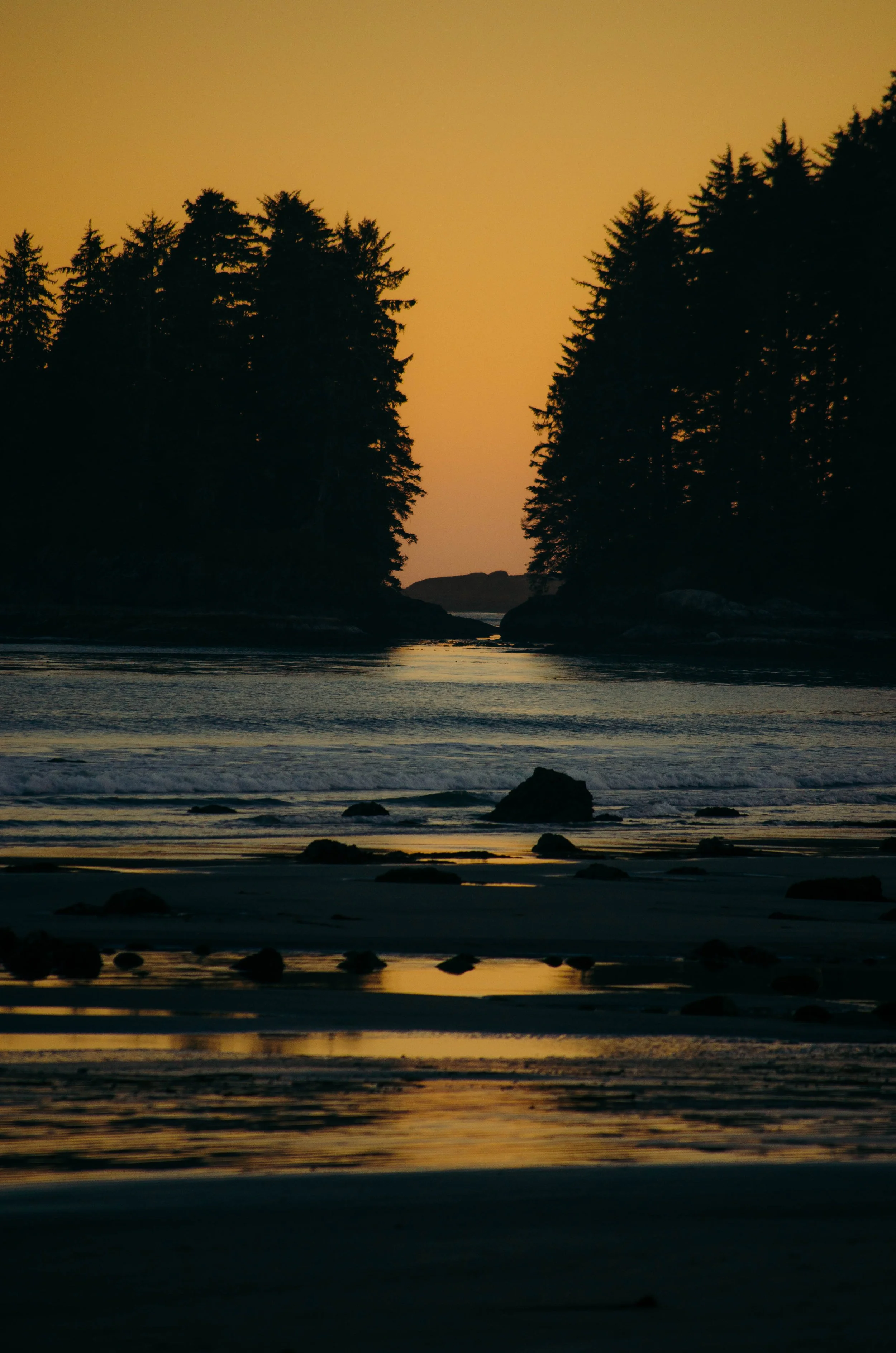 Silhouette of trees on rocky coast during sunset with gentle waves and reflections on wet sand