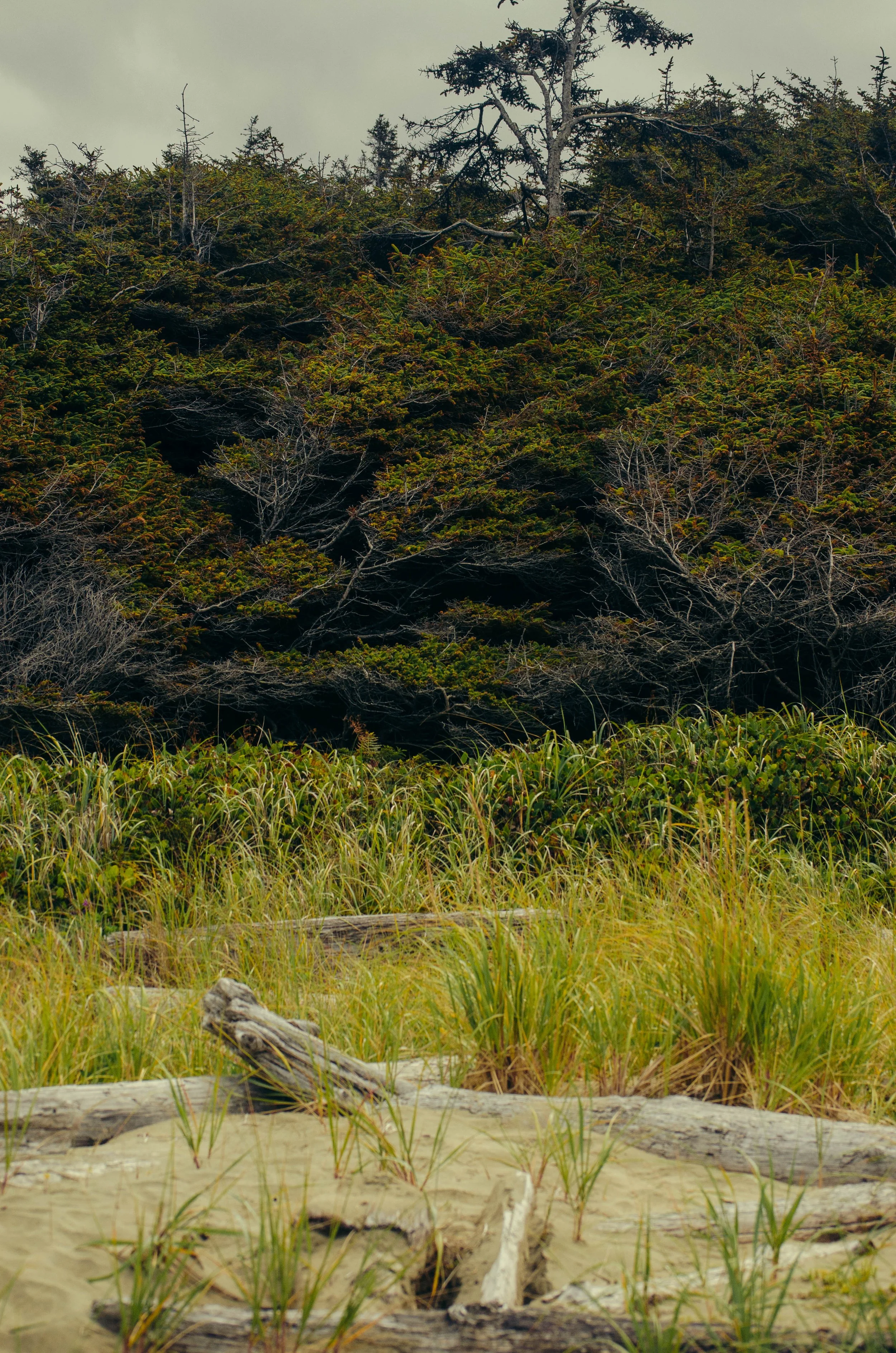 A natural landscape with sandy ground, driftwood, tall grasses, and dense bushes and trees in the background.