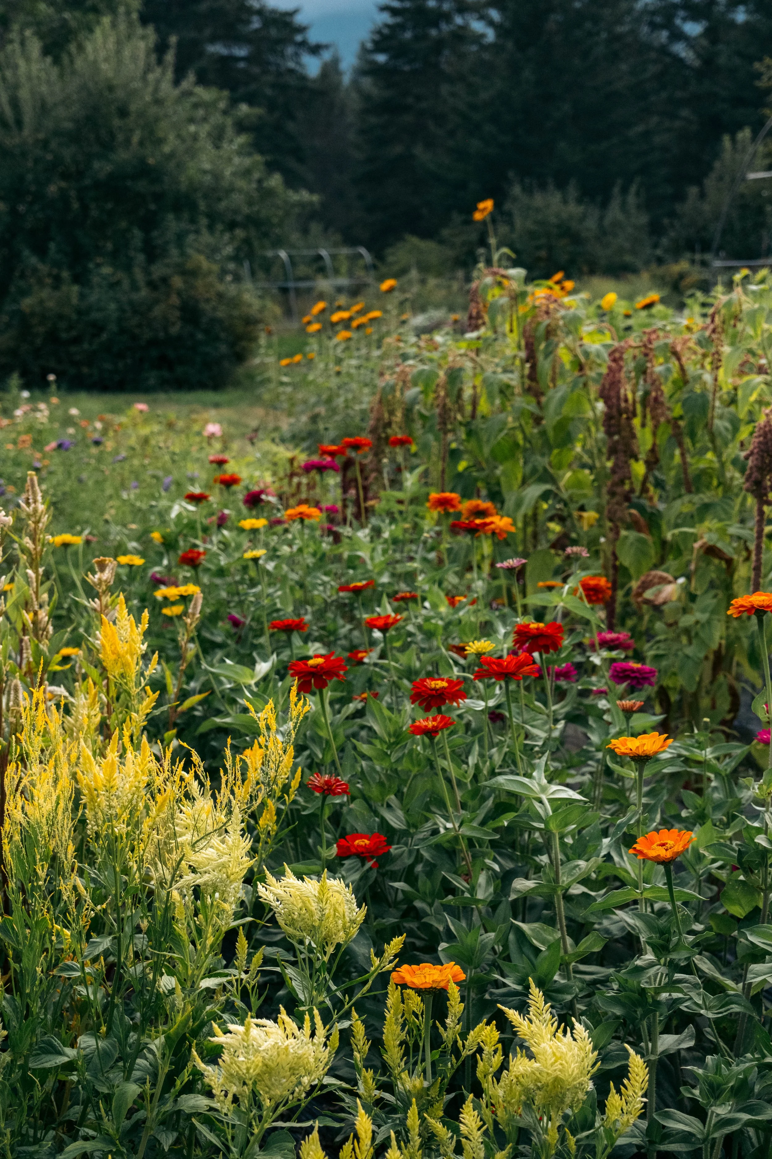 A garden with colorful flowers, including red, yellow, orange, and purple blooms, with a backdrop of green trees and plants.