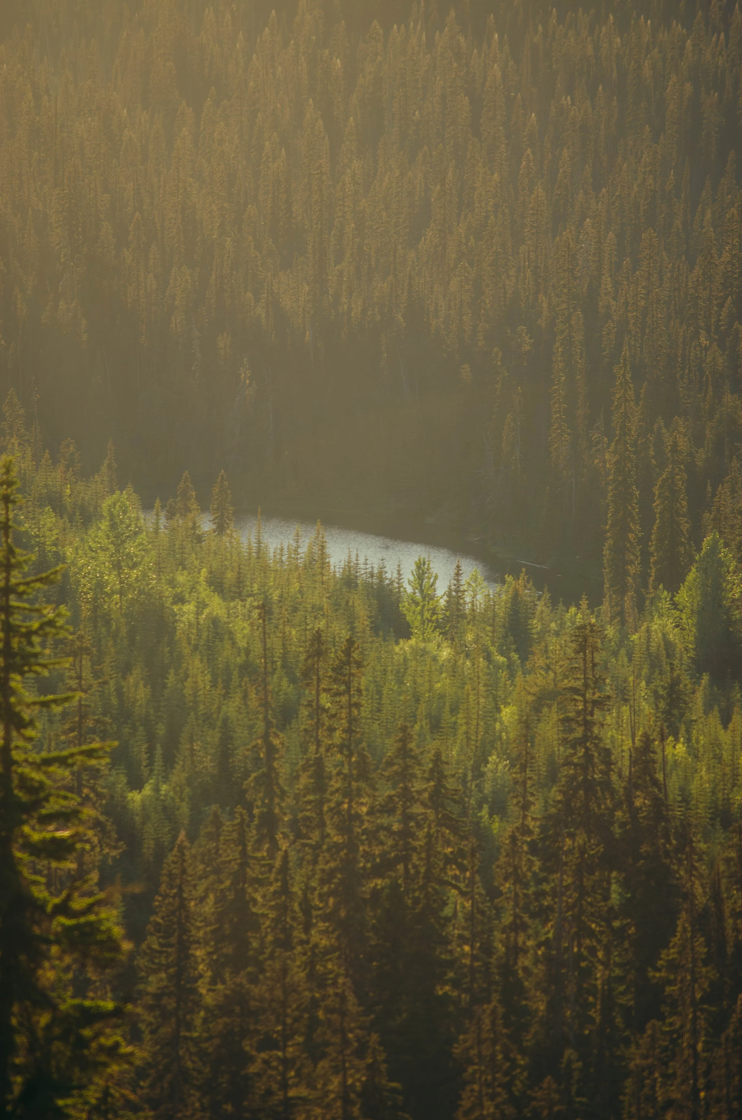 A forested landscape with dense green trees and a river cutting through the middle, surrounded by mountainous terrain.