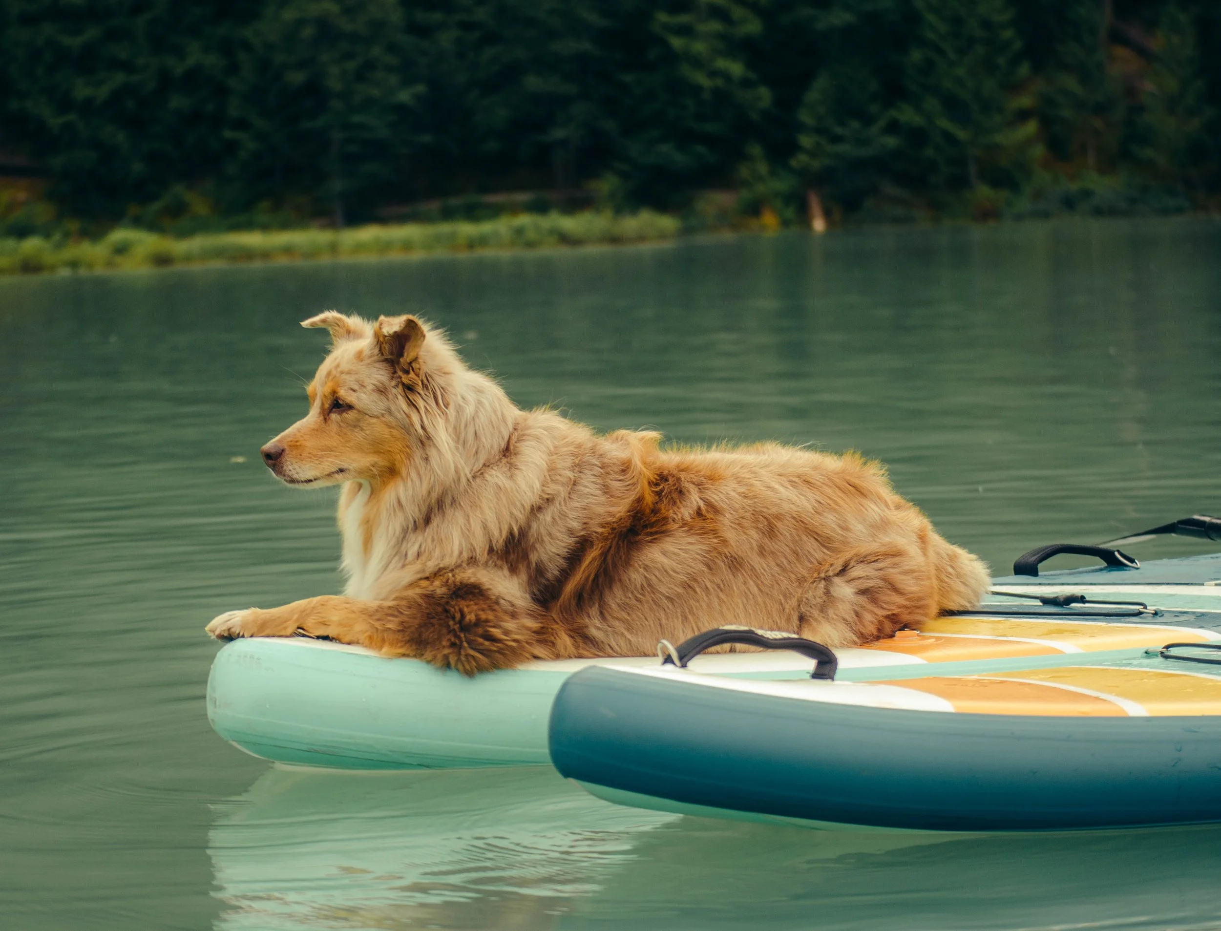 A dog lying on a paddleboard on a body of water with trees in the background.