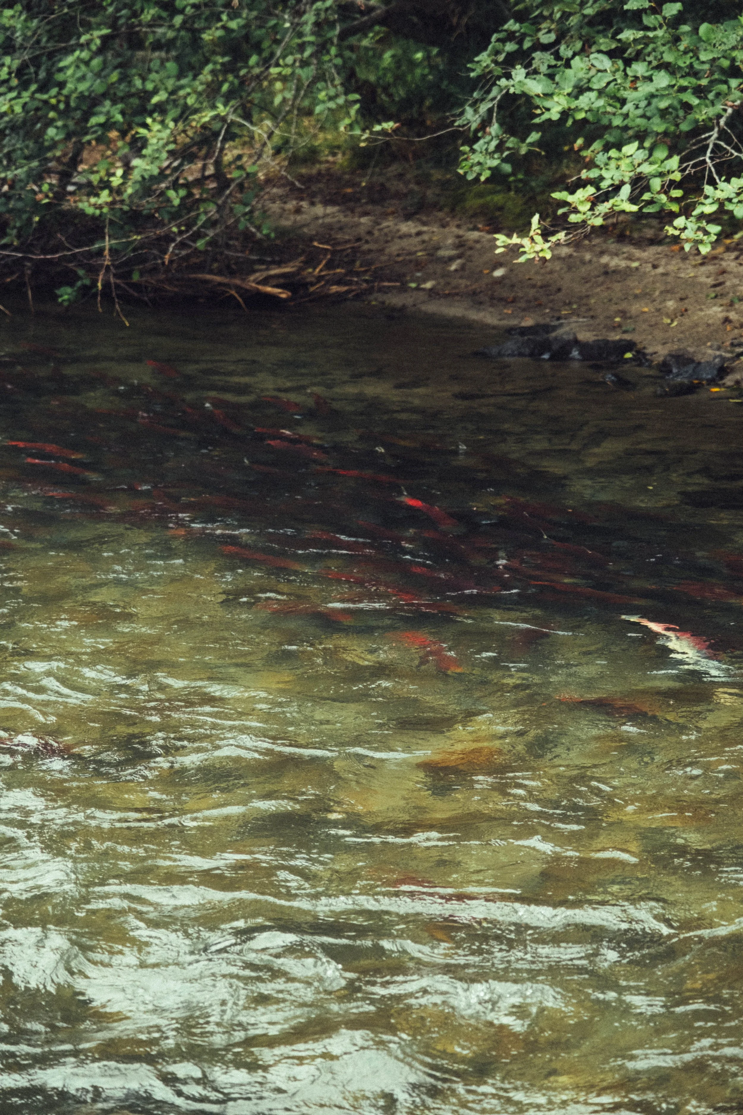 A group of fish swimming in a shallow freshwater stream near a sandy shore with leafy bushes overhead.
