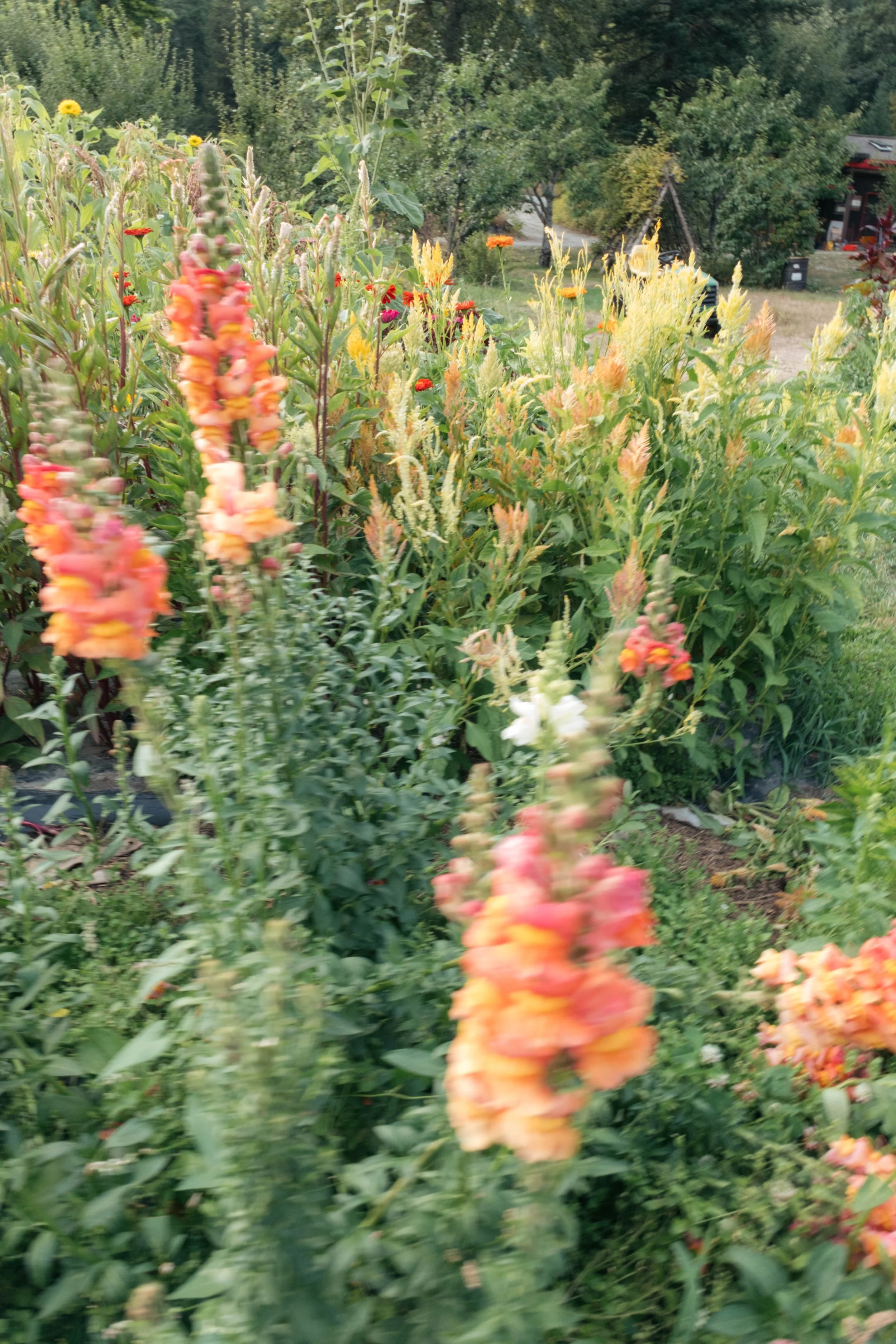 DSCF1189.jpg
