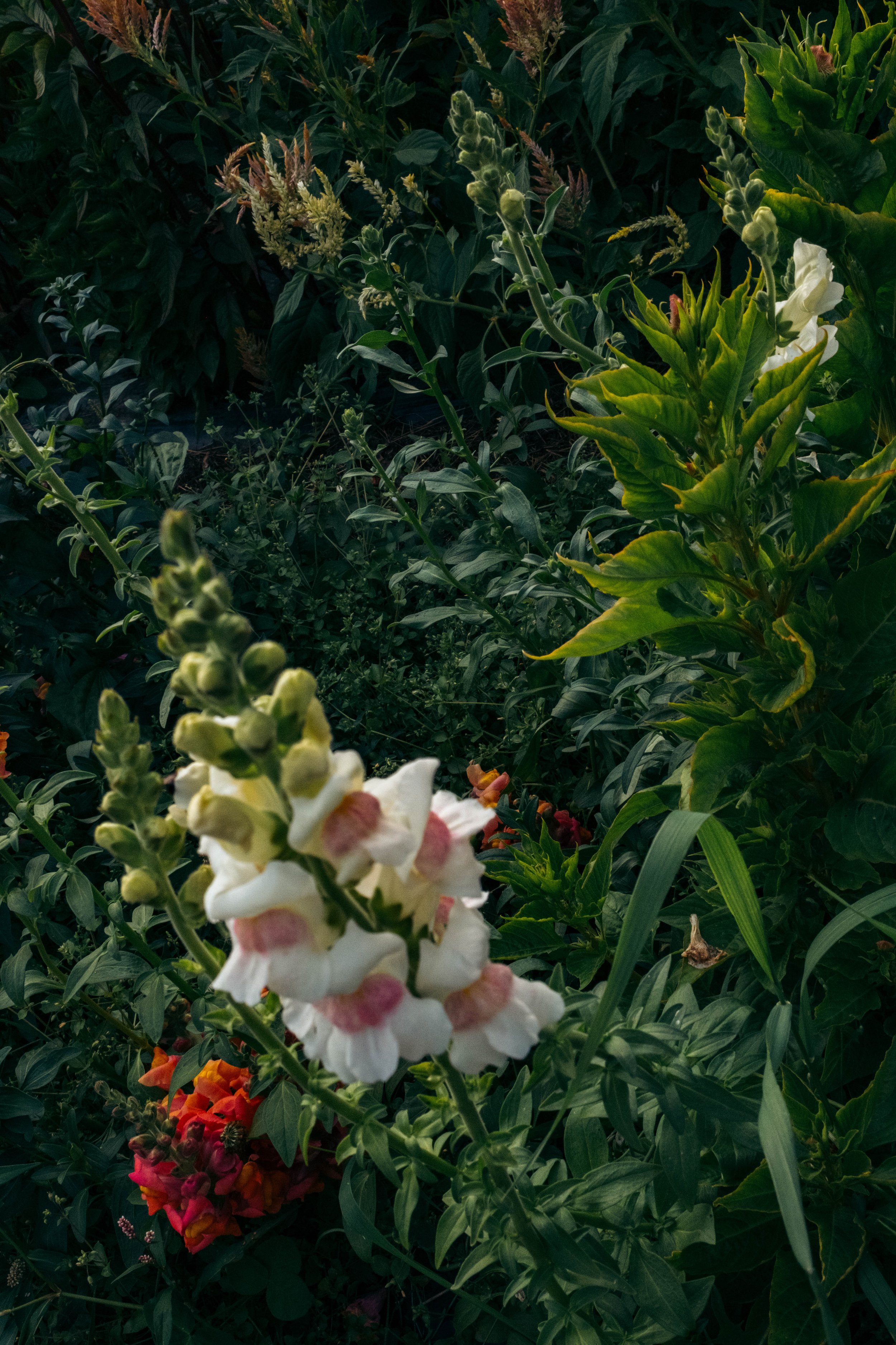 Close-up of white and pink snapdragon flowers surrounded by green leaves in a garden.