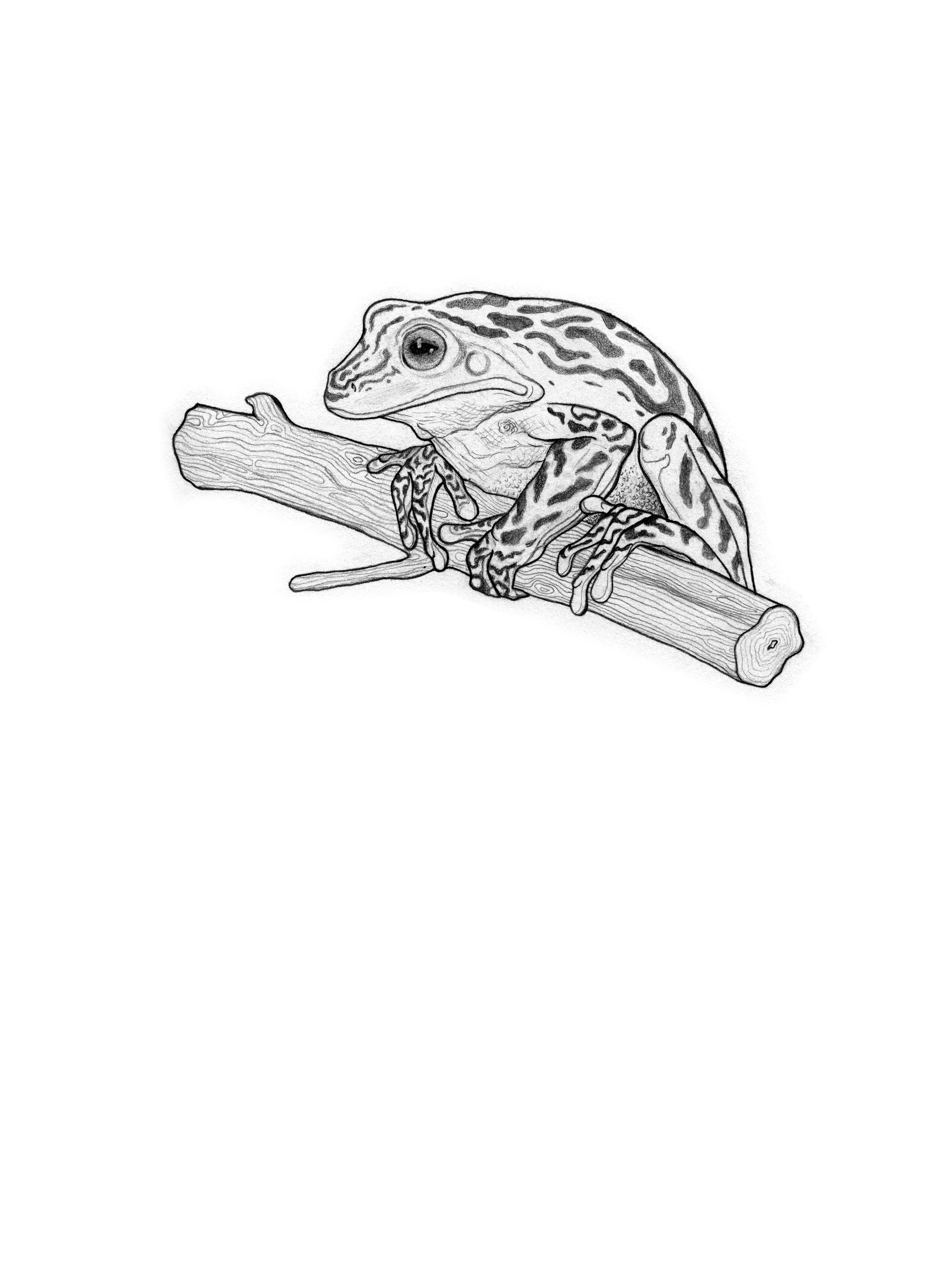 froggy.png