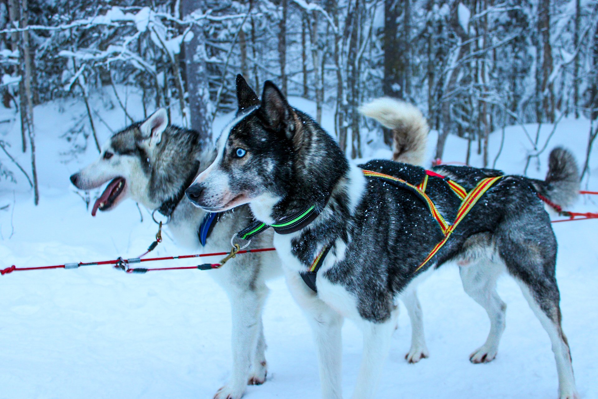 Lapland Edits -05.jpg