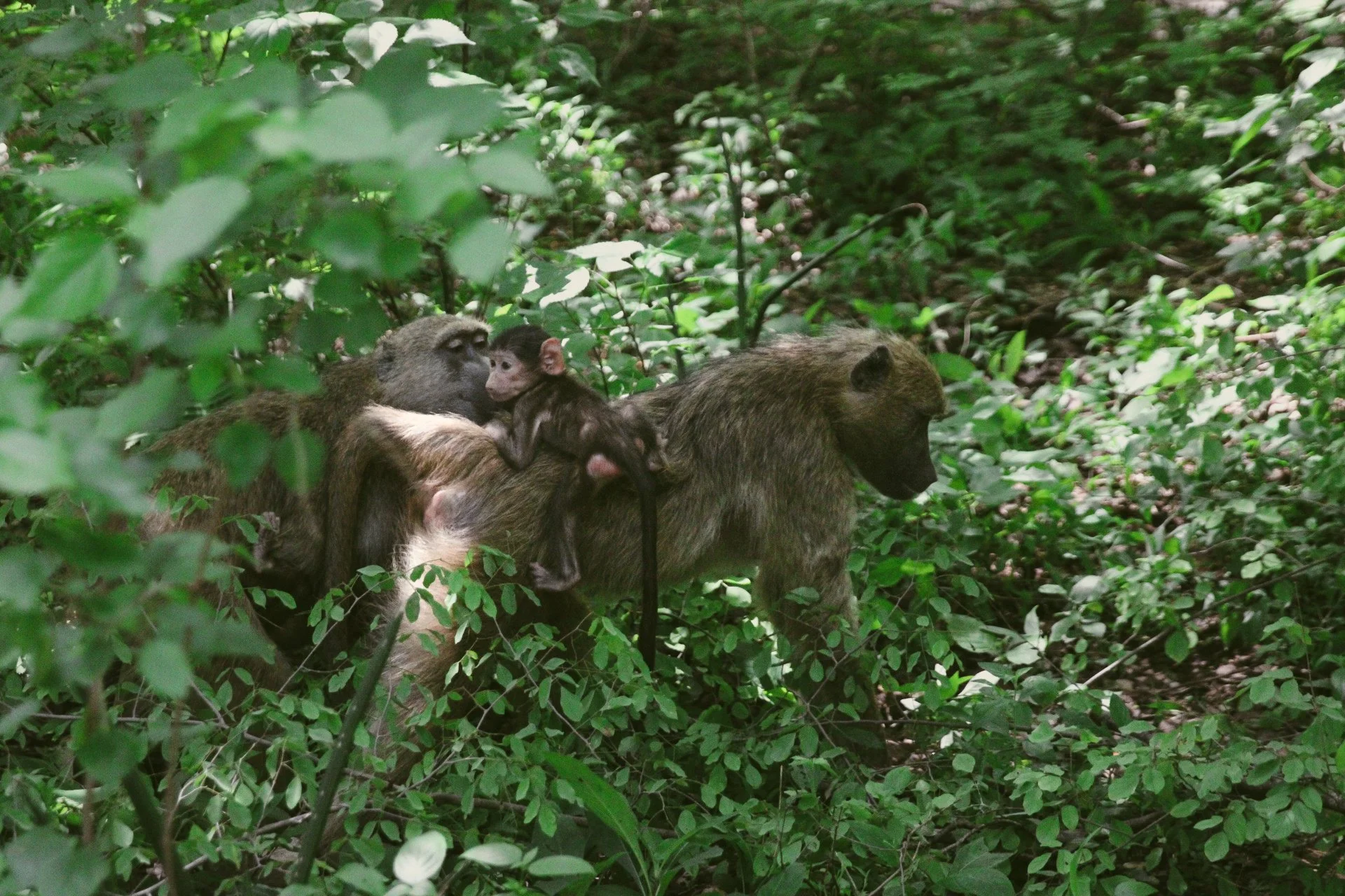 Afrika Foto's Julia -128.jpg