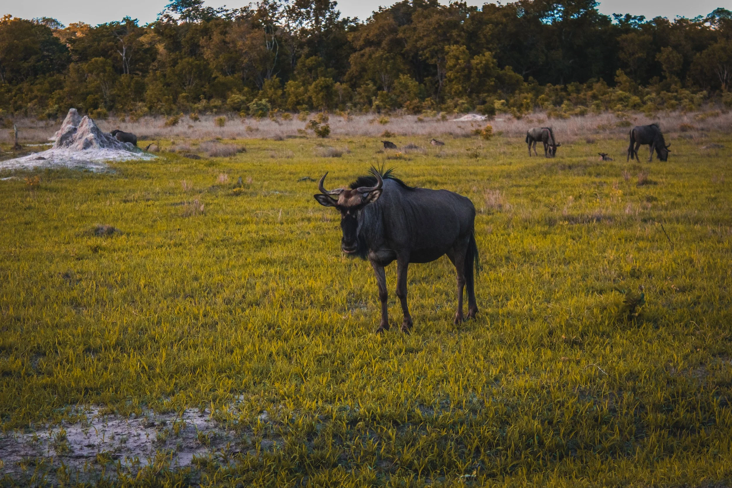 Afrika Foto's Julia -036.jpg