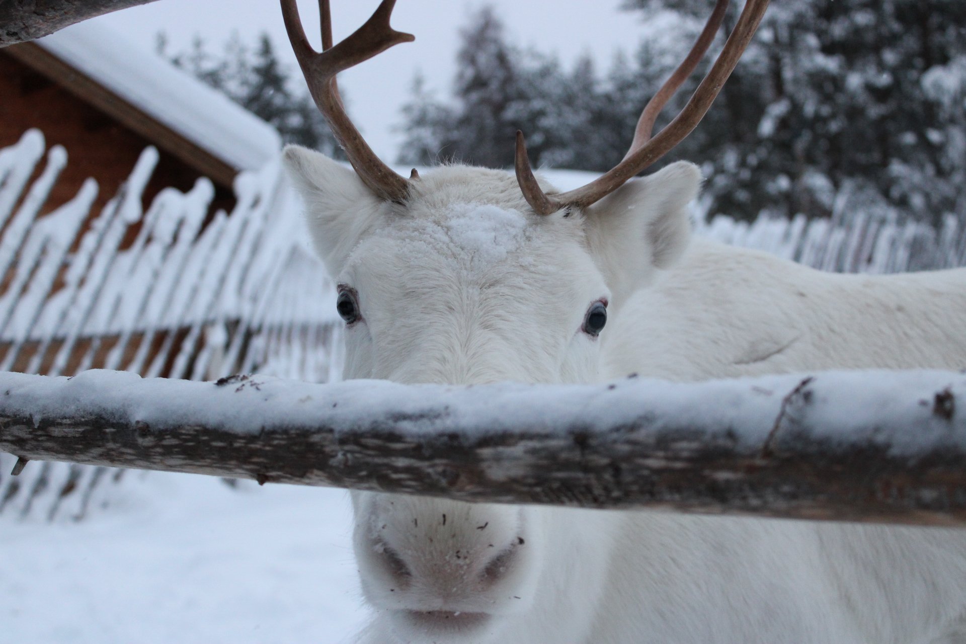Lapland Edits -01.jpg