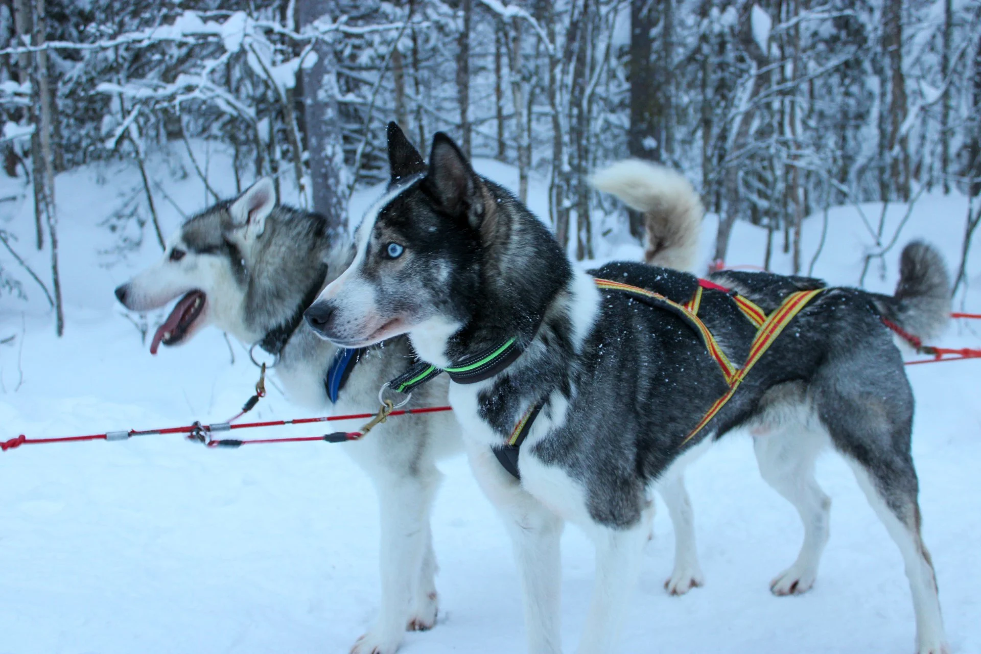 lapland huskys-2.jpg