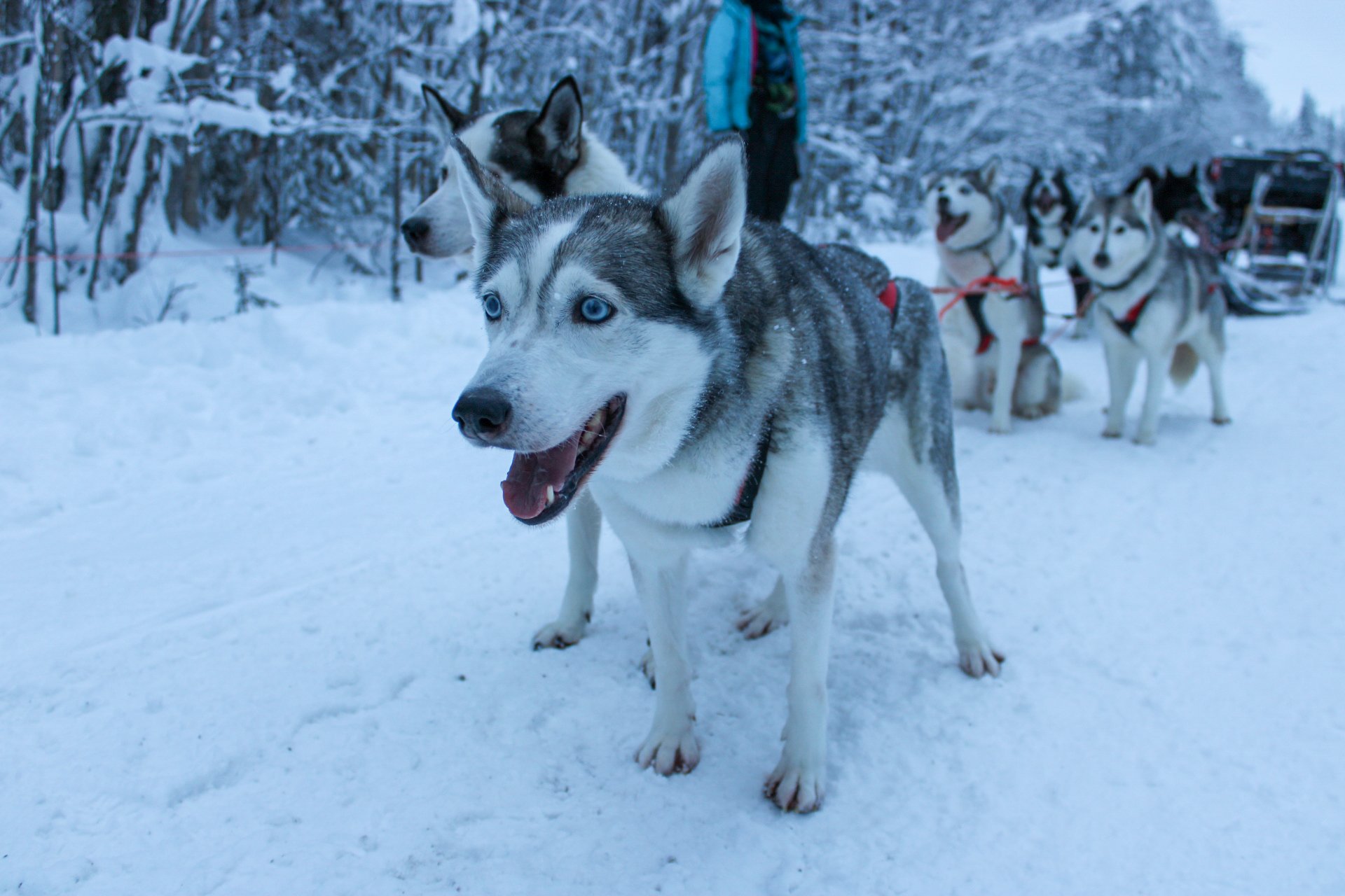 Lapland Edits -03.jpg