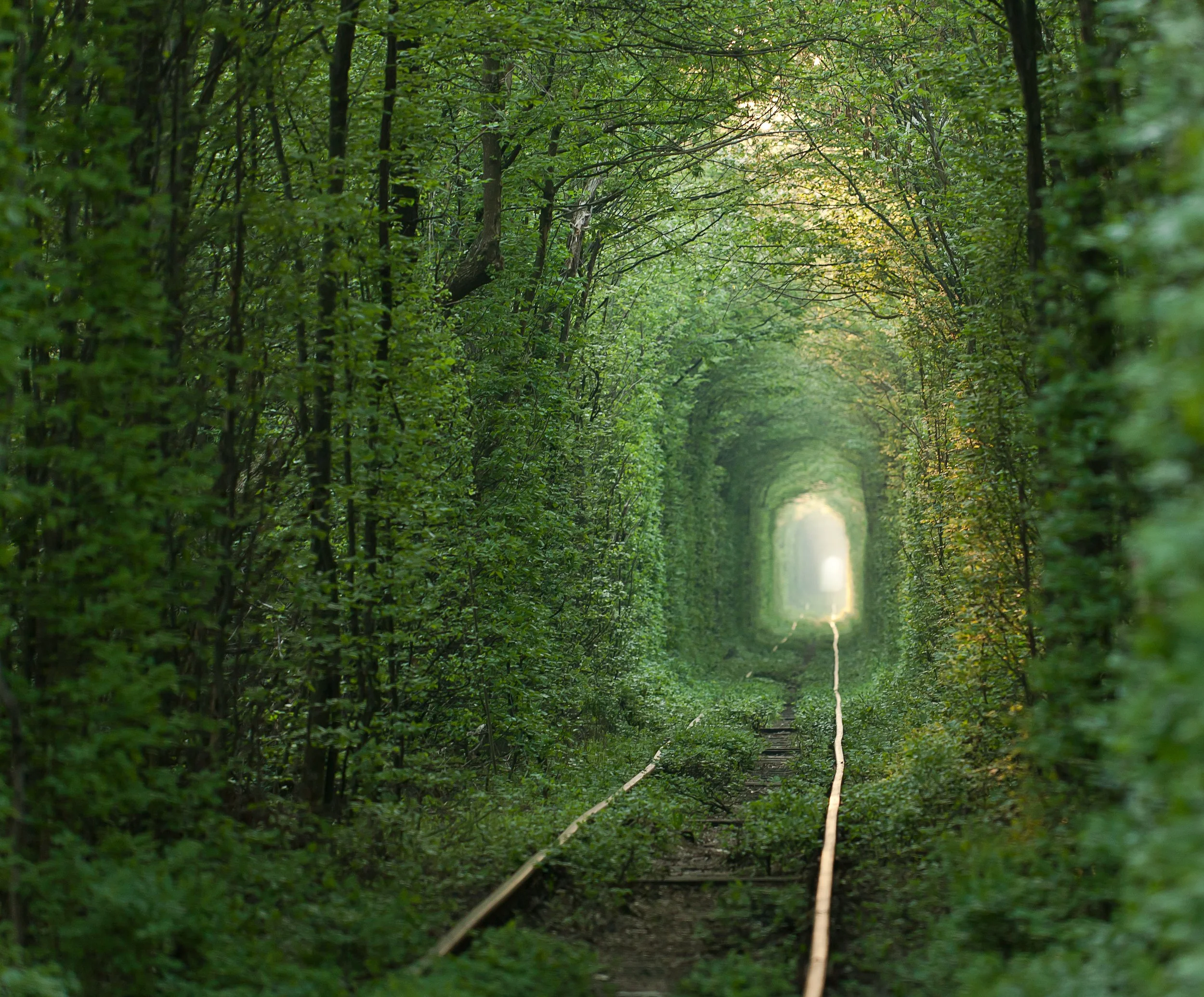 Dappled light shines through a natural tunnel formed by trees growing alongside and over a railway path, inviting the visitor to join  the hospice care community and embrace the end of life by subscribing to the Walking Each Other Home blog