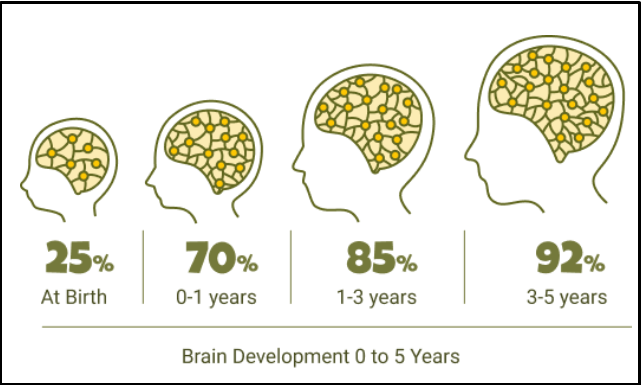 Diagram showing brain development percentages of neural connections from birth to age five, with illustrations of a child's brain at each stage.