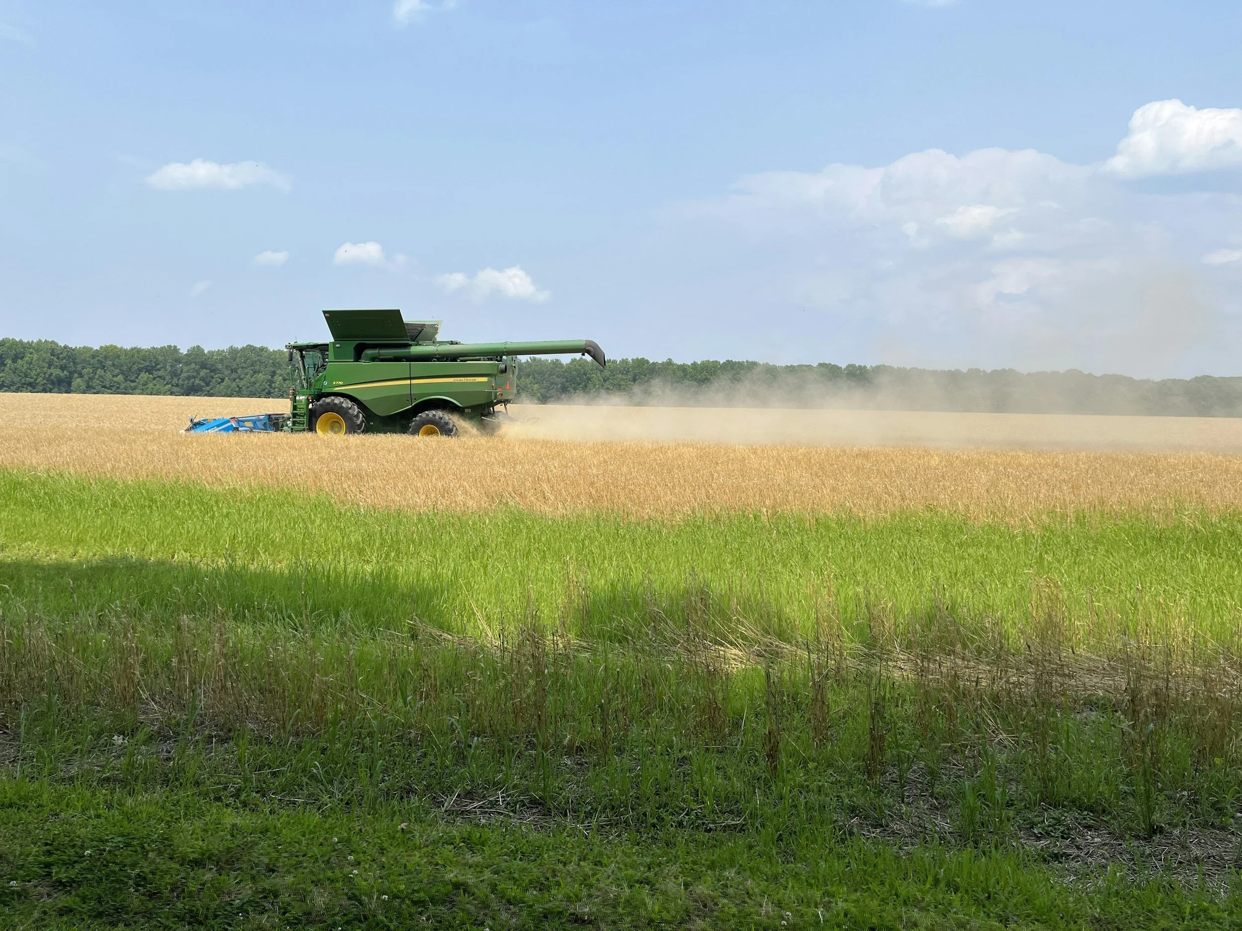 Green combine harvester working in a wheat field on a clear day, with a blue sky and some clouds, and a treeline in the background.