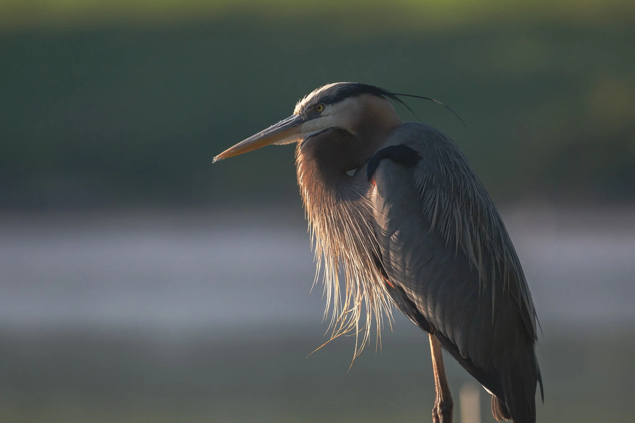 Wildlife-Photography-Blue-Heron-Bird-Portrait-Raleigh-Durham-NC-Travel-Photographer-01.jpg