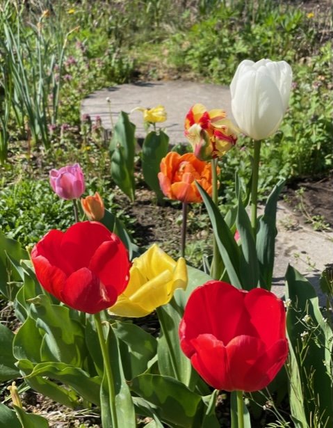 garden tulips.jpeg