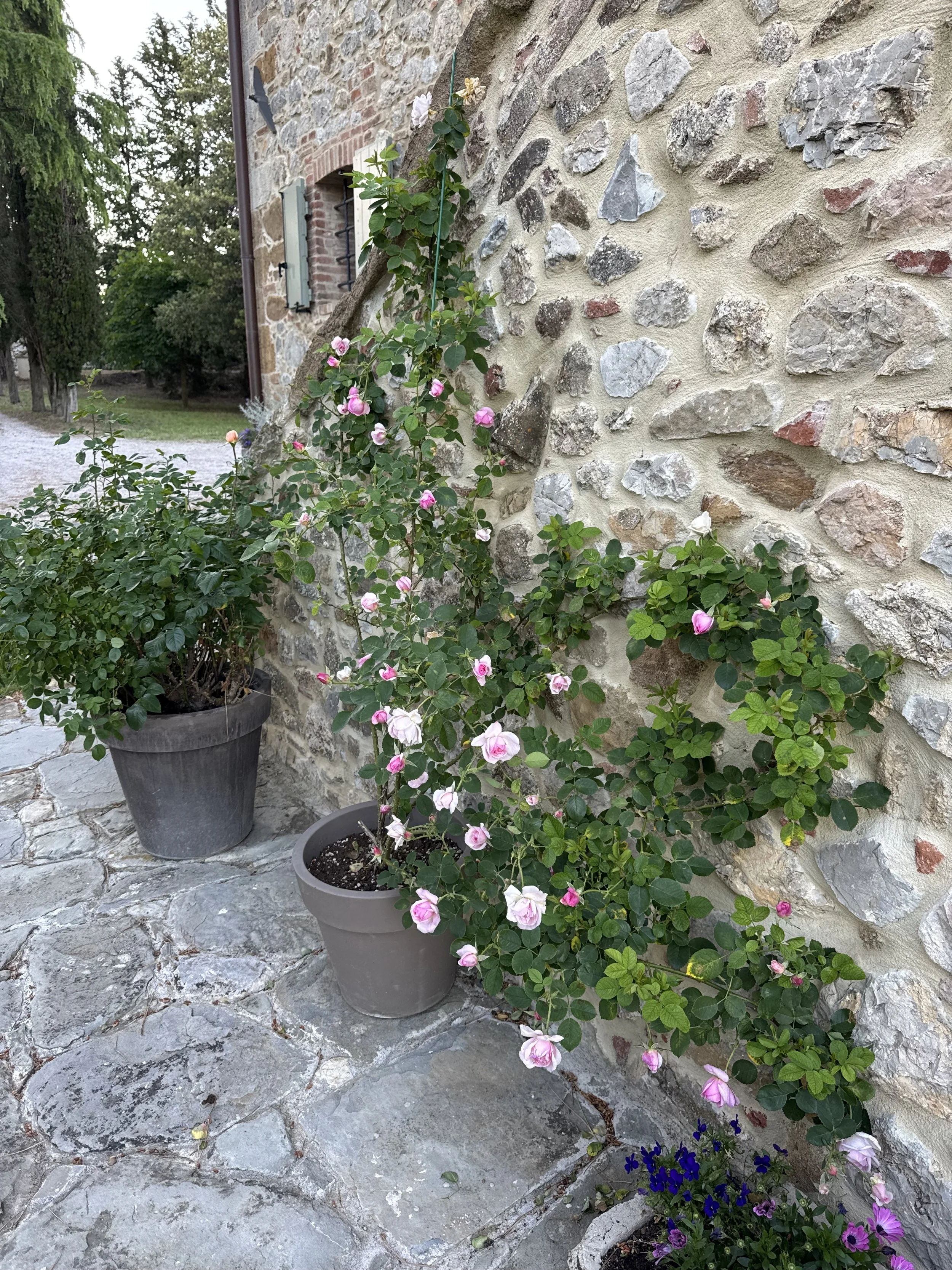 roses wall.jpg