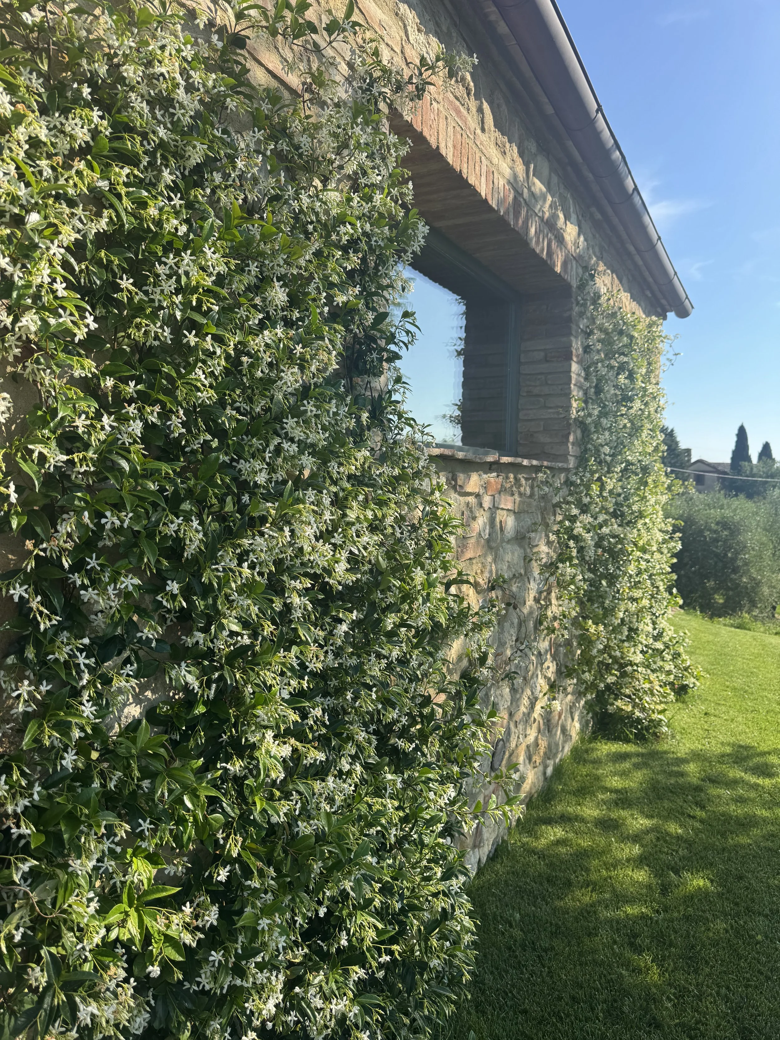 Jasmine blooming (in May)