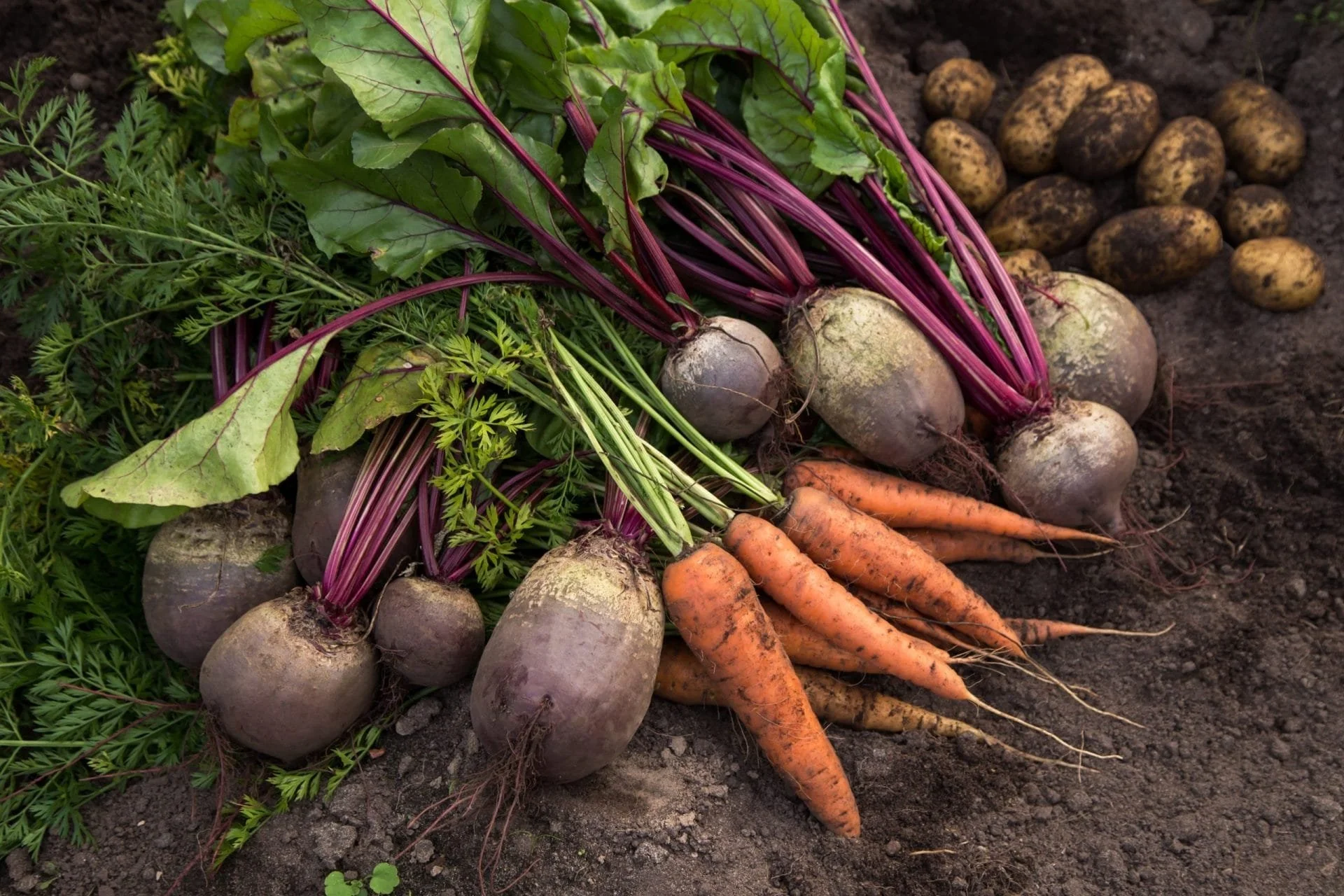 All About Root Vegetables