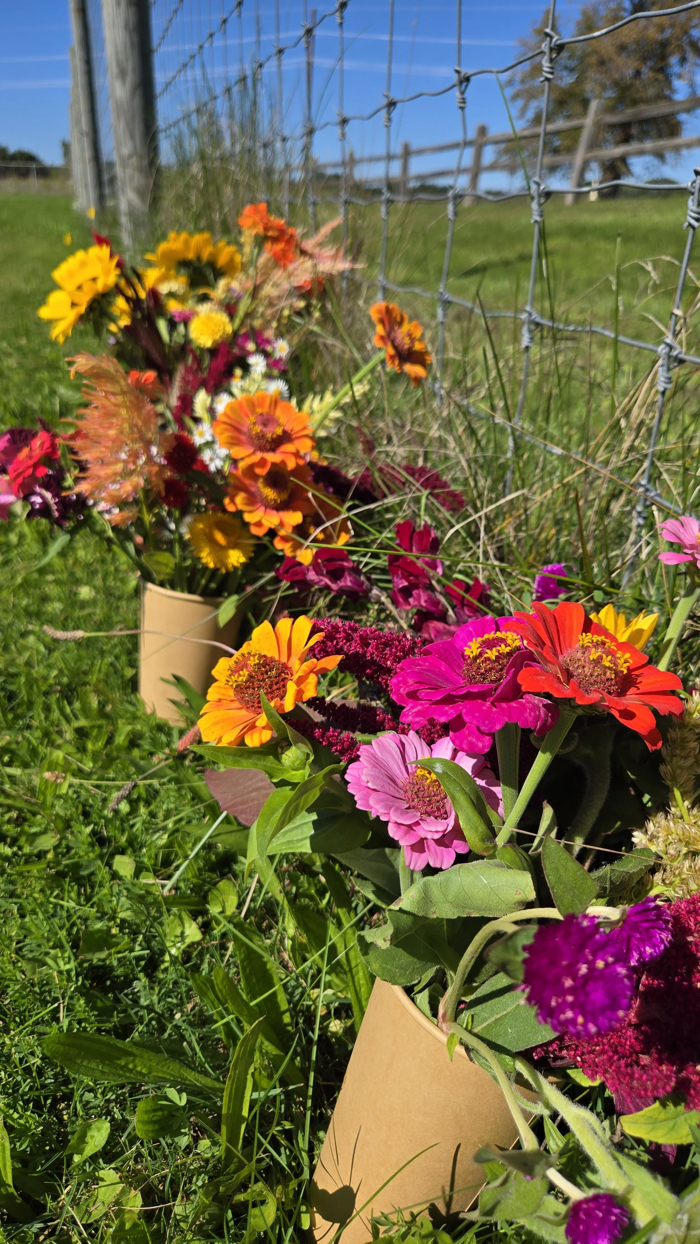 UPick Flowers &amp; Pumpkin Patch 