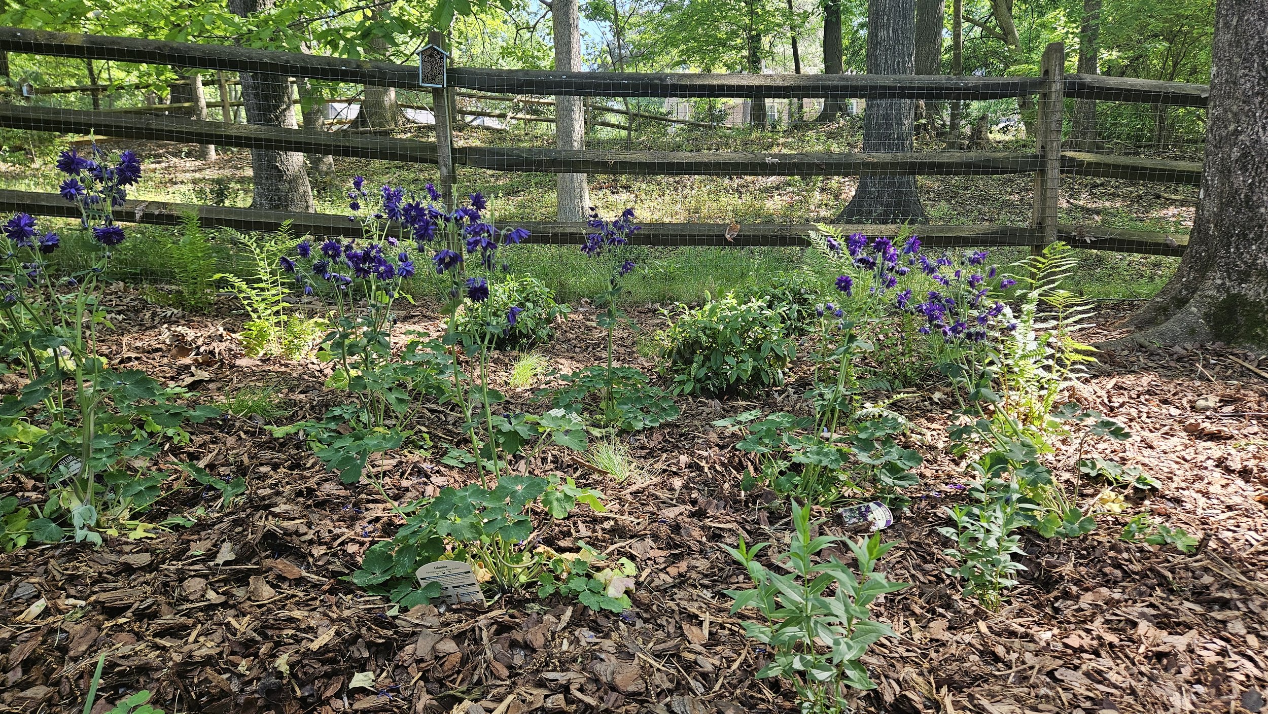 After - Blue Star, European Columbine, Carex radiata, Southern Shield Fern & Virginia Sweetspire