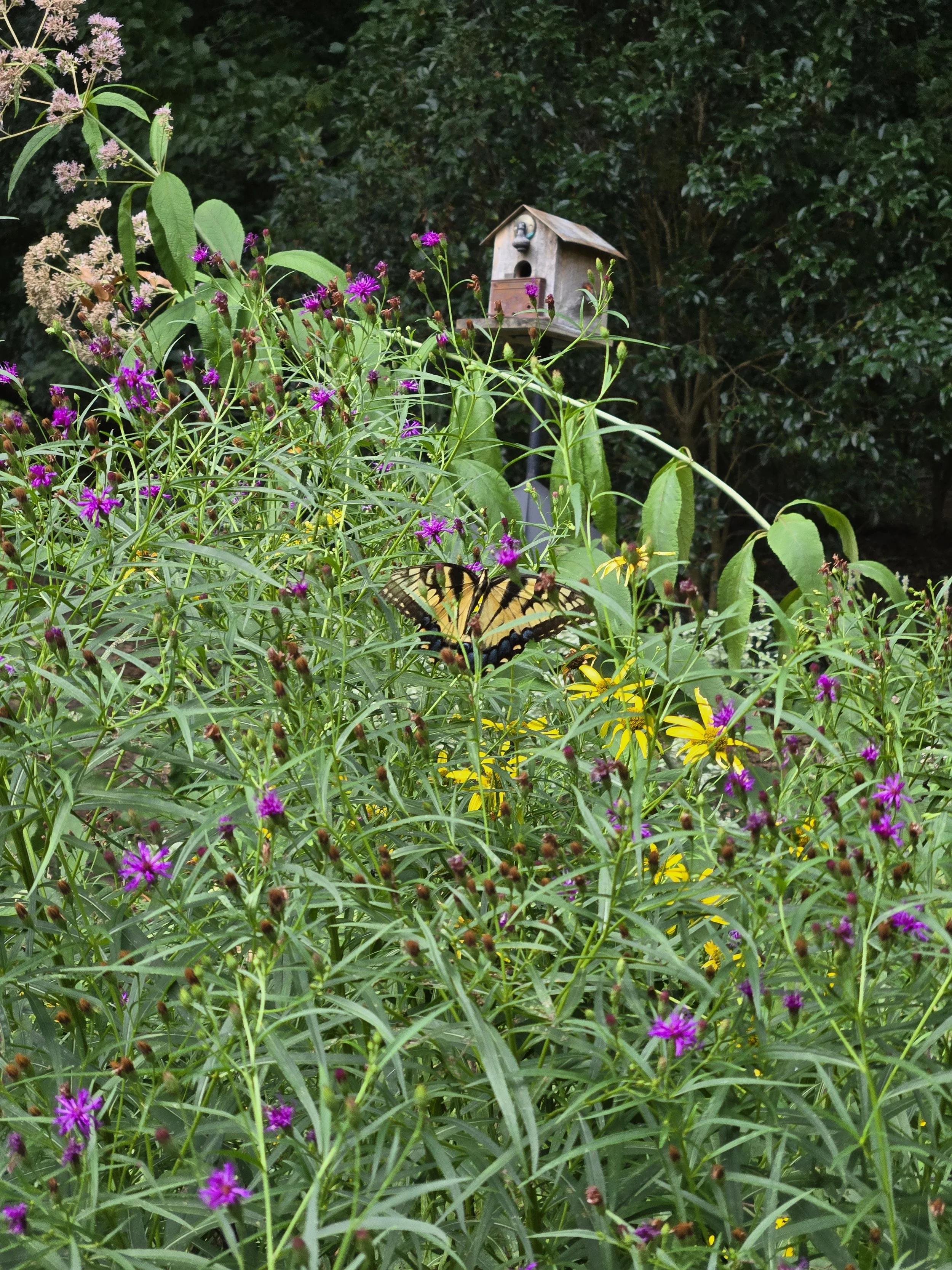 Eastern Tiger Swallowtail butterfly on Ironweed