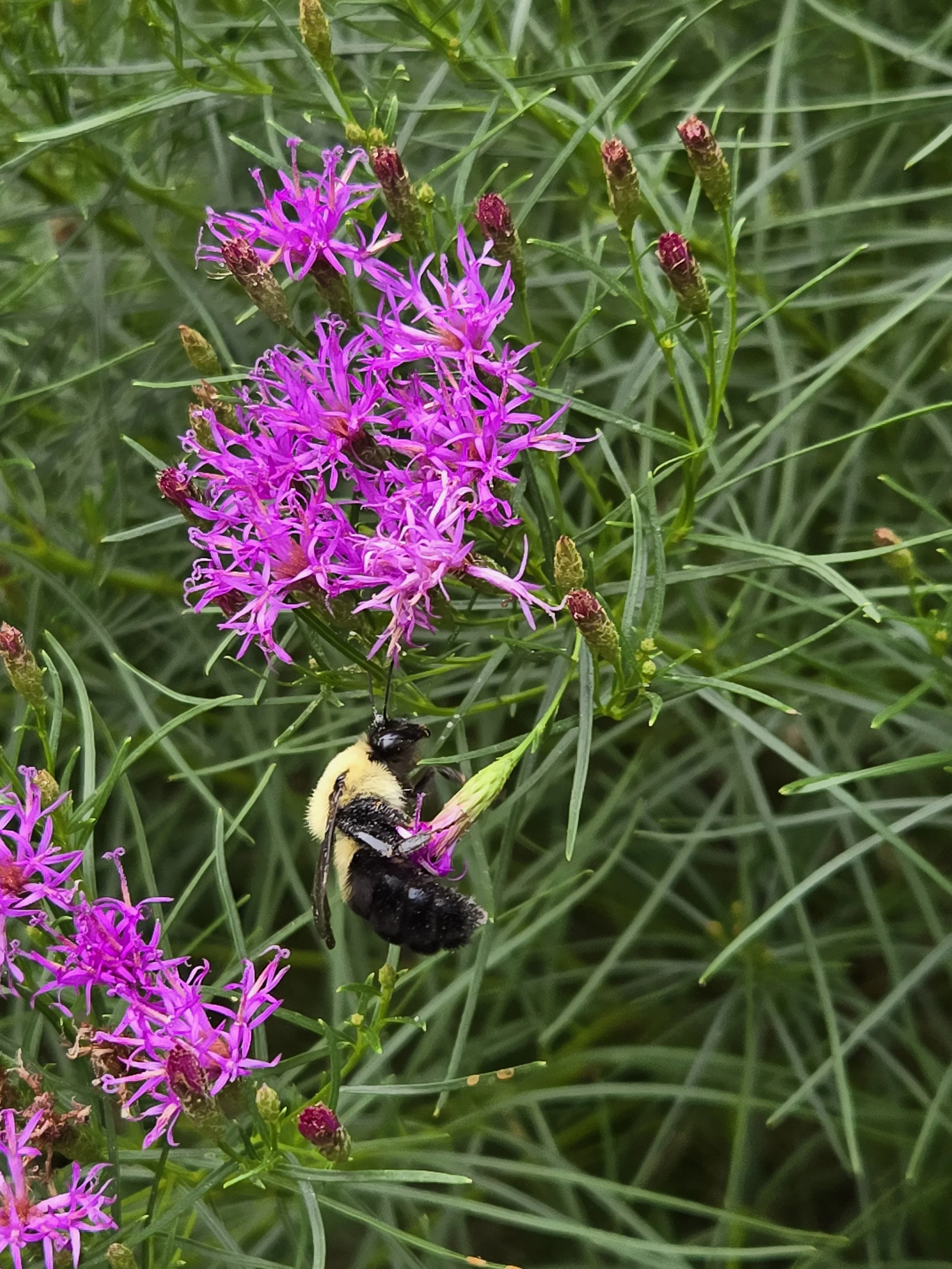 Flower Colors and the Pollinators They Attract