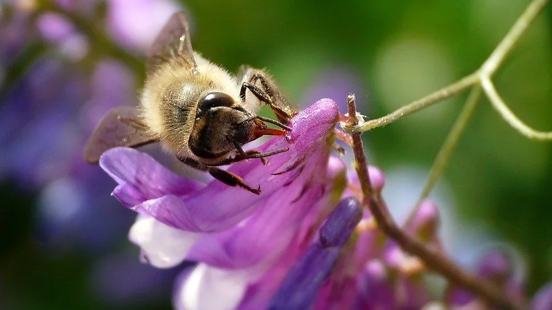 Nectar Robbing Honeybee by coniferconifer is licensed under CC BY 2.0.