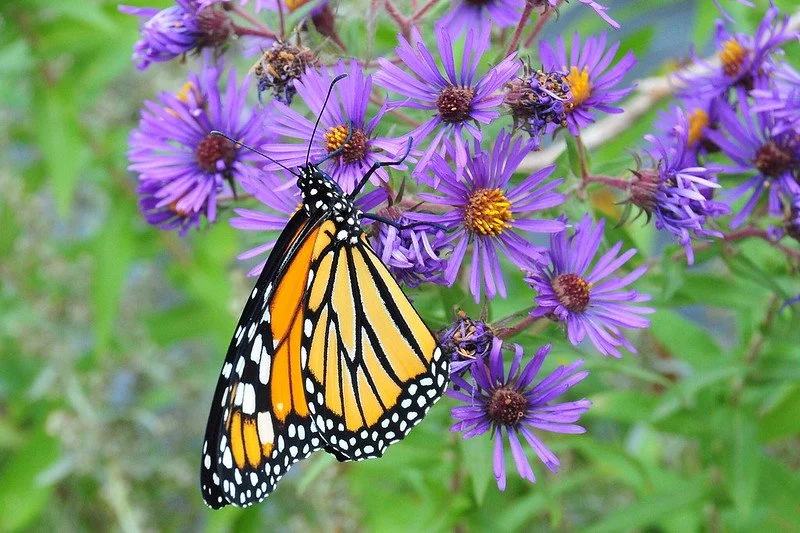 Monarch on Open Disk Flower Public Domain Mark 1.0.