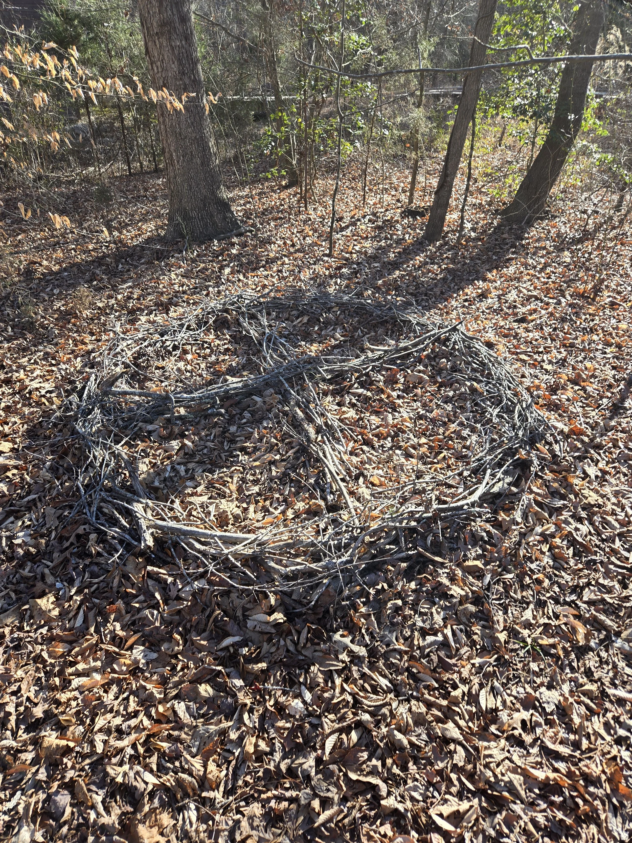 branch sculpture at North Carolina Botanical Garden in Chapel Hill