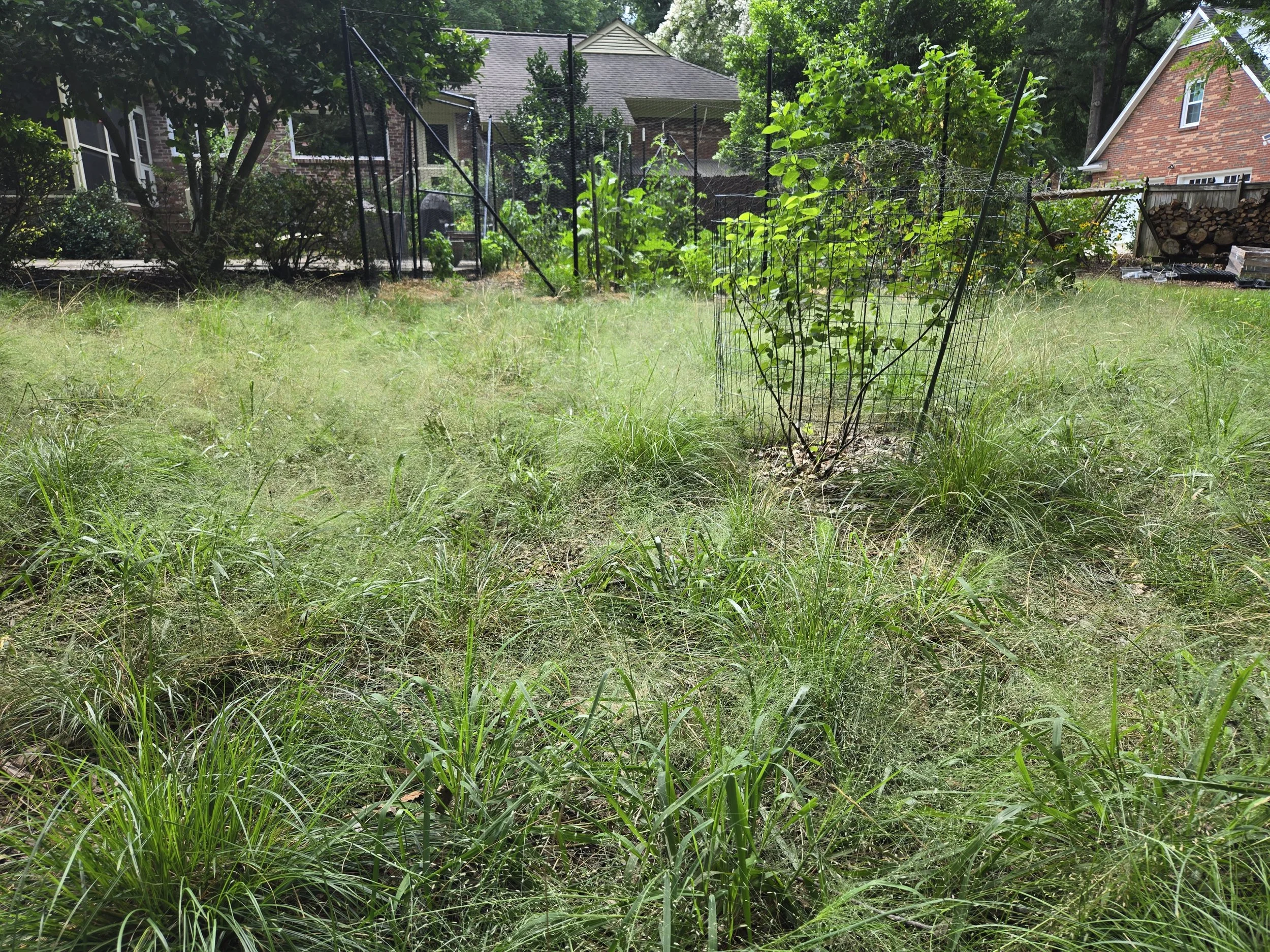 Full sun, no-mow, no-water lawn alternative with native sedges, grasses, and ground covers.