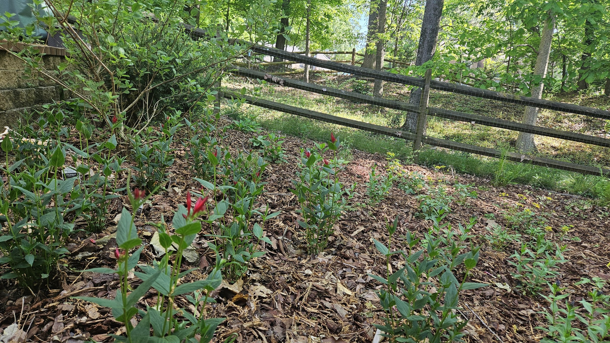After - Indian Pink, Blue Star and White Wood Aster