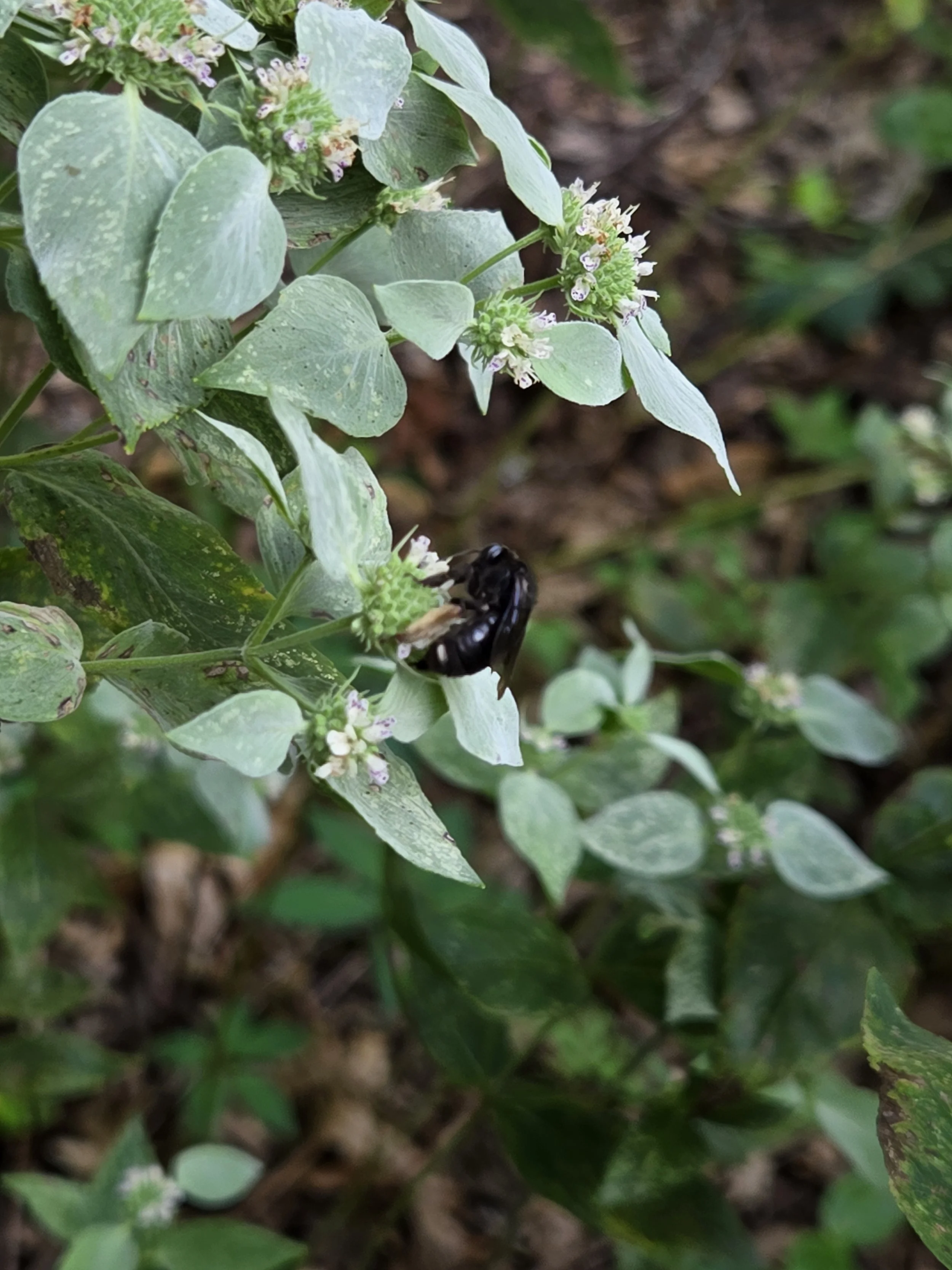 Native bees enjoying Short Toothed Mountain Mint