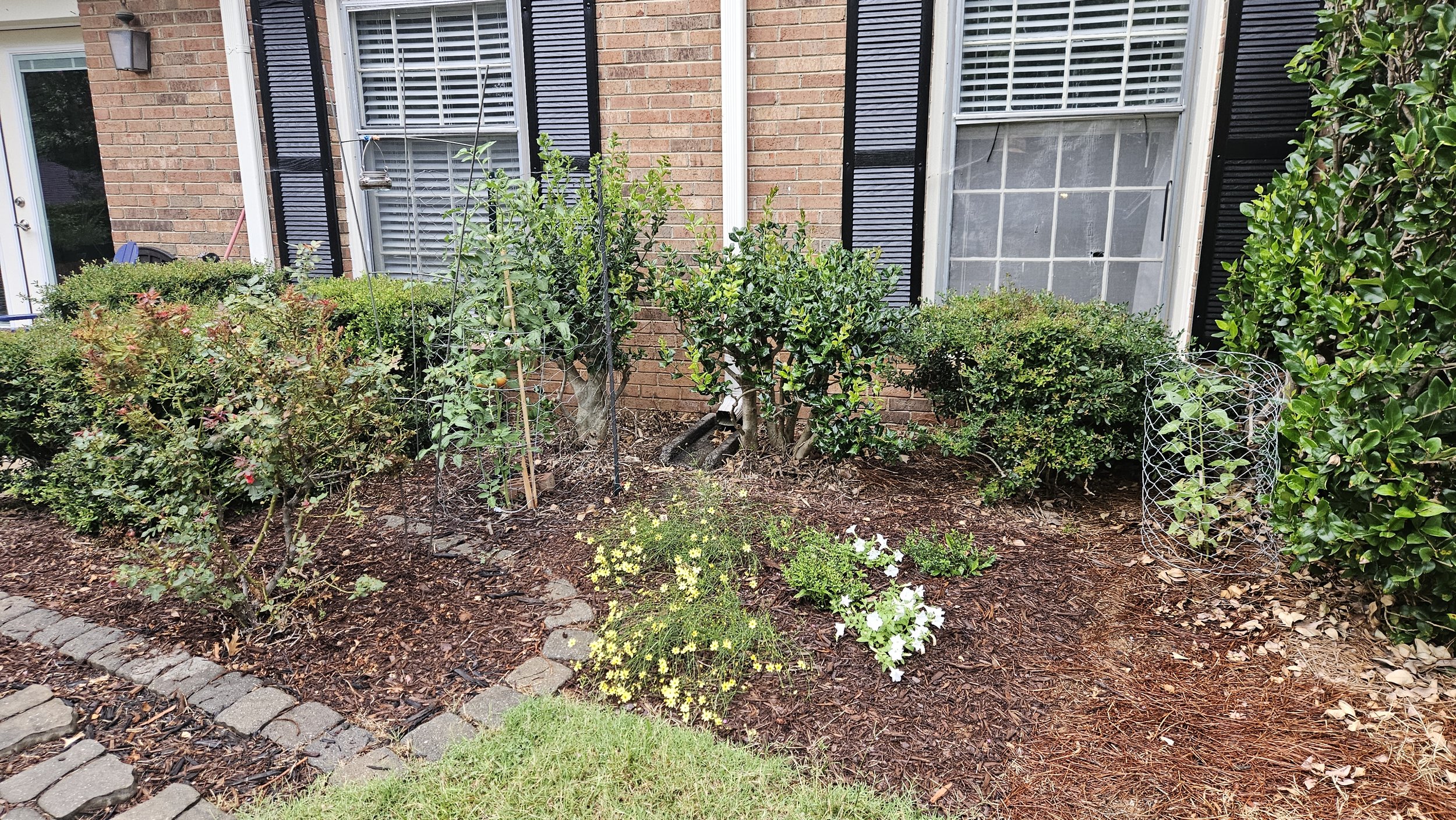 2 Months After / July 2024: Moonbeam Threadleaf Coreopsis, White / Pink Petunias and Woods Purple Aster