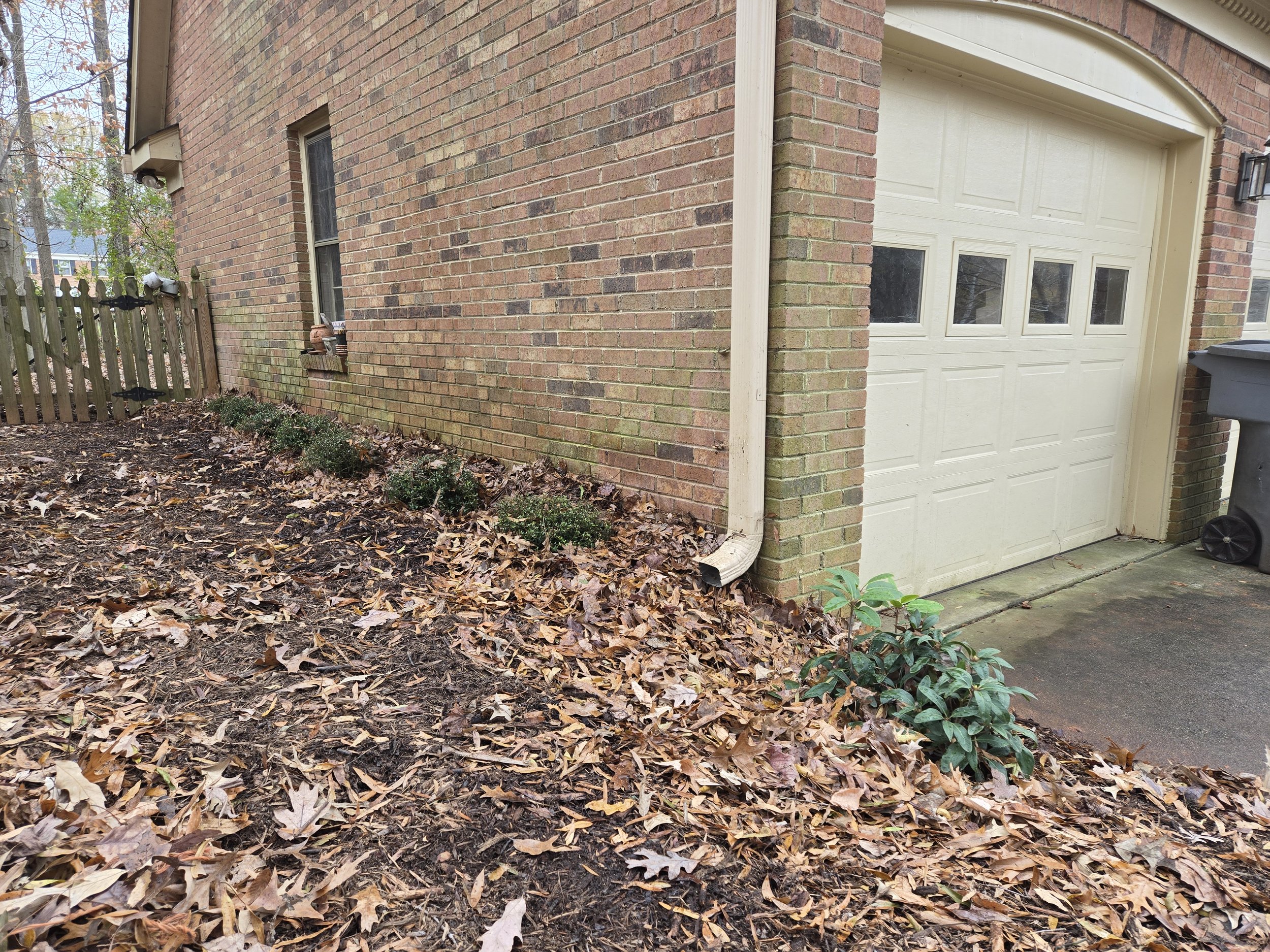 After - Shrub border along garage - "Miss Scarlet" Florida Anise and Dwarf Yaupon Holly