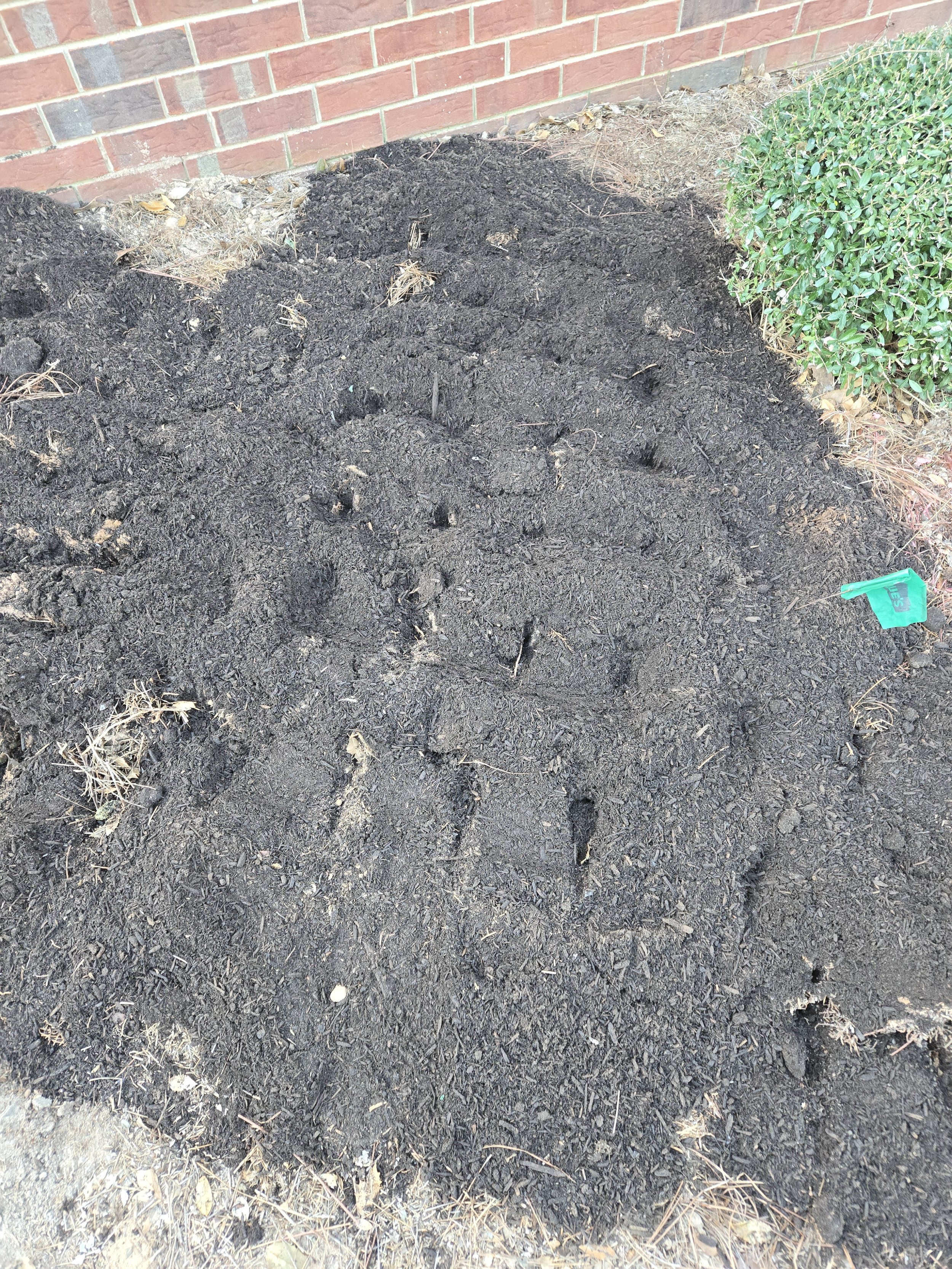 Soil: After top dressing with compost and broadforking to lightly incorporate compost and decompact