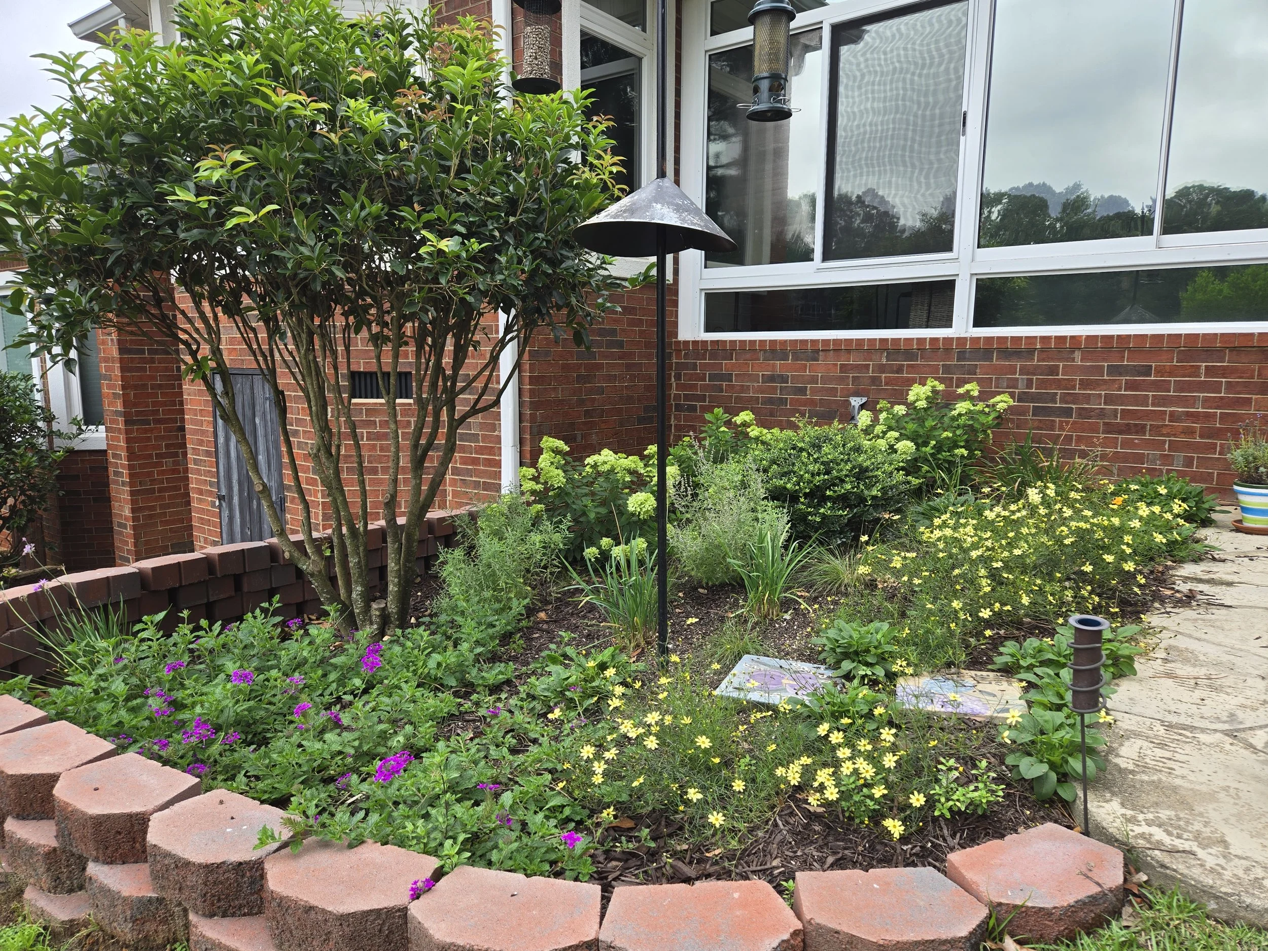 3 Months After (Back Patio): Homestead Purple Verbena, Thread Leaf Coreopsis, Russian Sage and Dwarf Panicle Hydrangea
