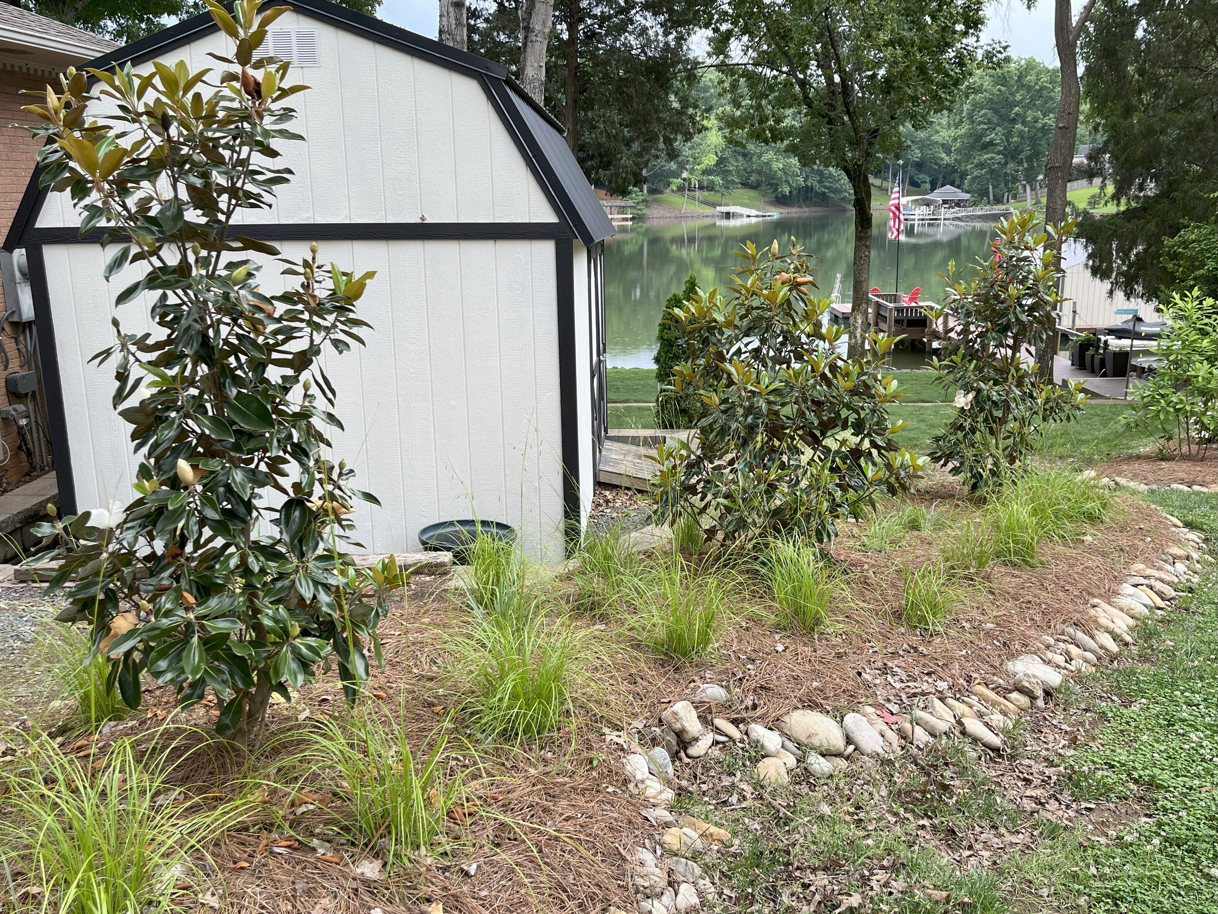 9 Months Post Installation: Little Gem Magnolias in bloom, Cherokee Sedge and Little Bluestem