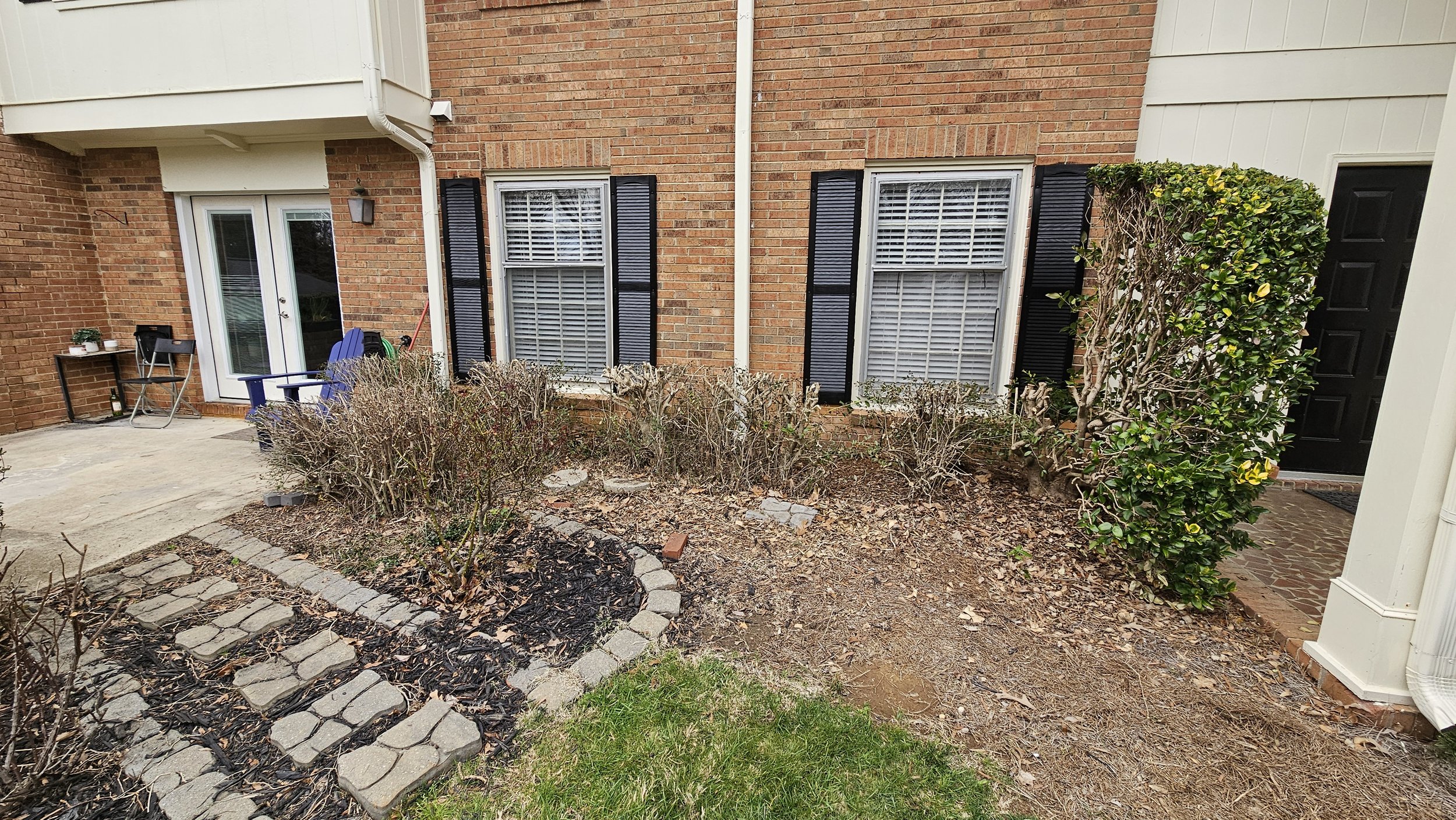 Before: Rosebush, Japanese Holly and Japanese Privet in background.