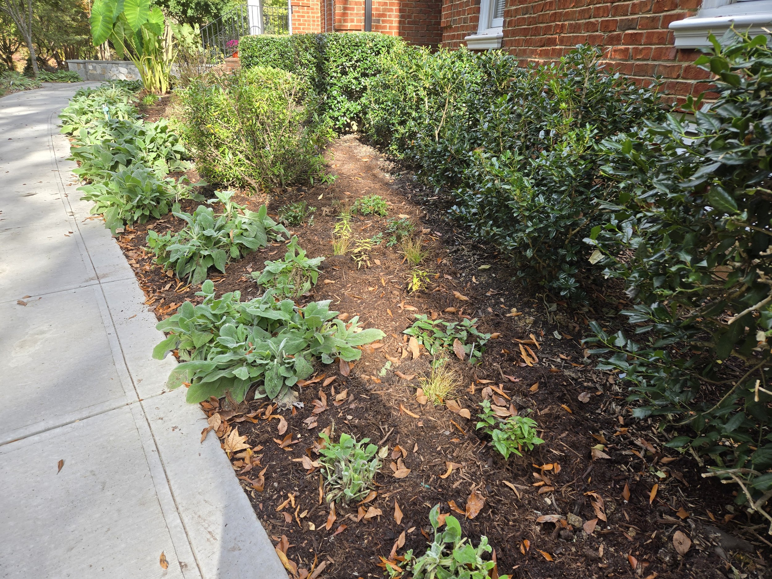 After: Texas Sedge, Prairie Dropseed, Golden Alexander, Eastern Blue Star and Eastern Bee Balm
